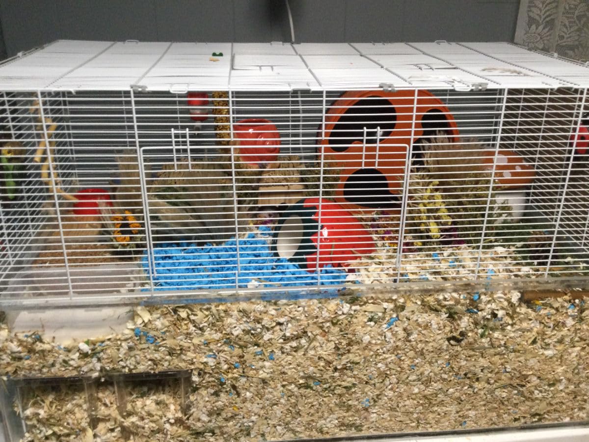 Ripeng 2 Sets Hamster Platform Cage Accessories Small Pets Plastic Transparent Play Stand for Gerbils Dwarf Syrian Hamsters Mice Chinchilla Parrot Bird Small Animals customer photo 2