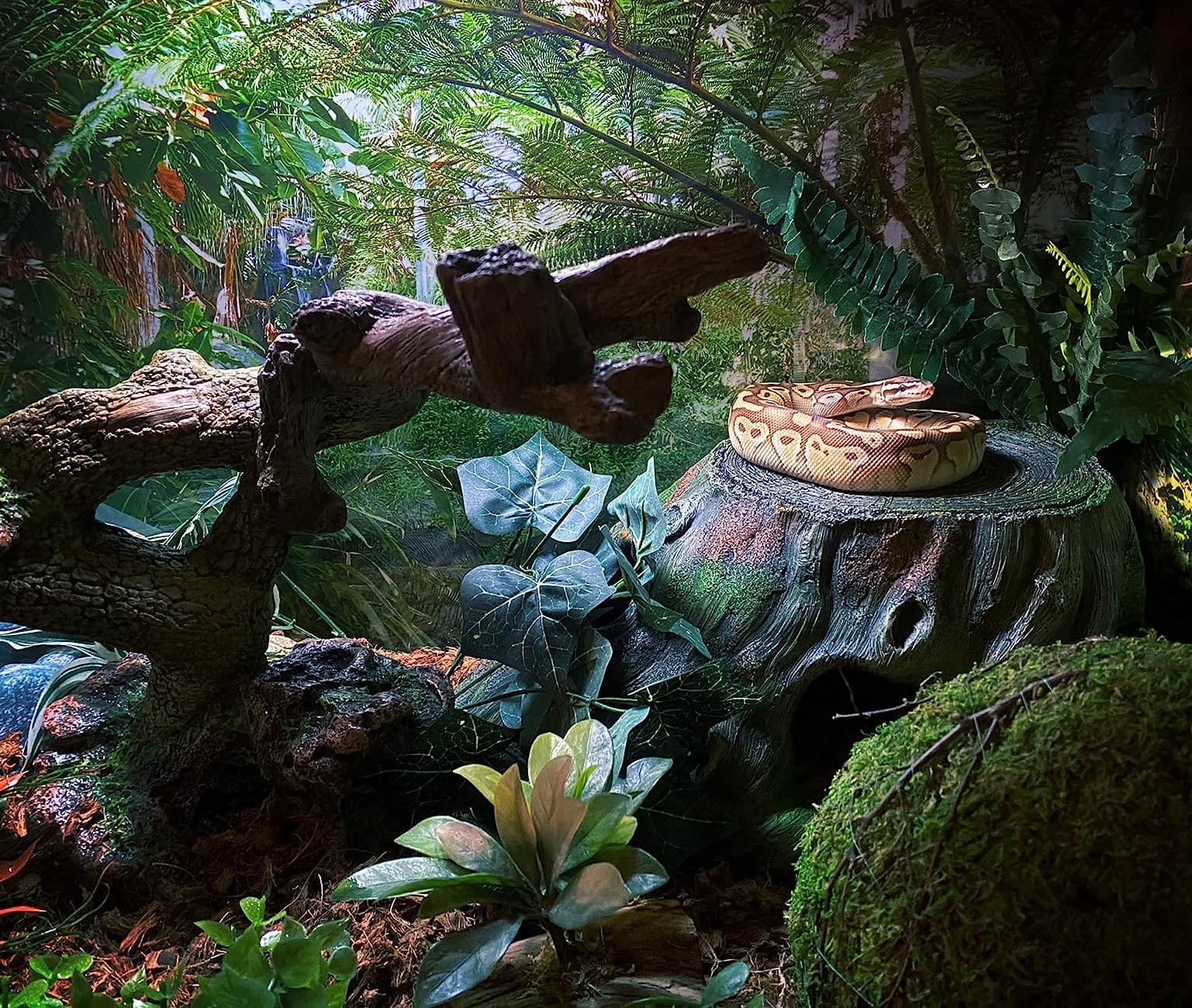 Fluker's Deep Thermal Heat Lamp for Reptiles with Carbon Infrared Technology, 50 Watt customer photo 2