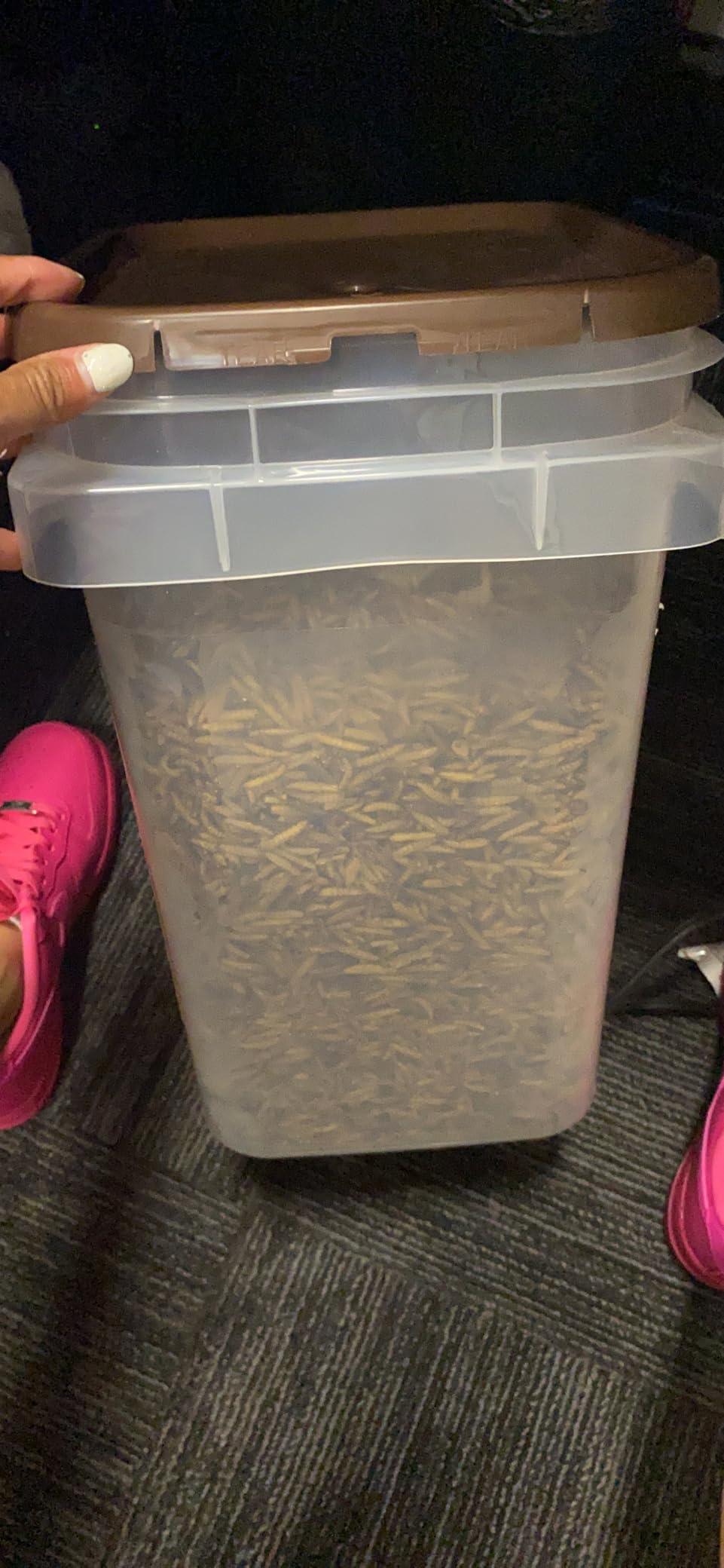 I LOVE WORMS Dried Black Soldier Fly Larvae (5lb), 100% Natural Non-GMO, Treat for Chickens, More Calcium Chicken Feed Than Mealworms customer photo 1