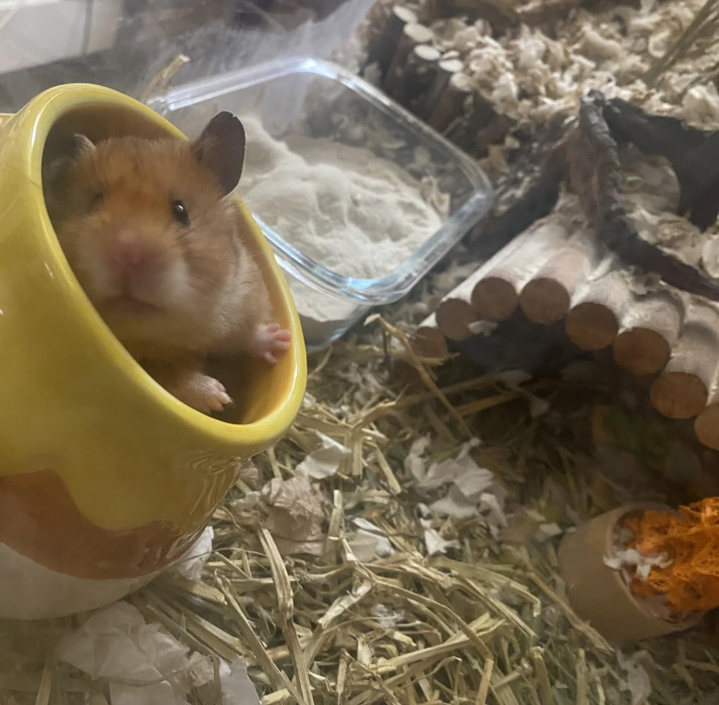 Hamster Sand Bath Container Small Animals Shower and Digging Bathroom Toilet, Ceramics Honey Pot Bathtub for Dwarf Hamster, Syrian Hamster, Gerbils, Hedgehogs, Mice, Rats, Lemming customer photo 1