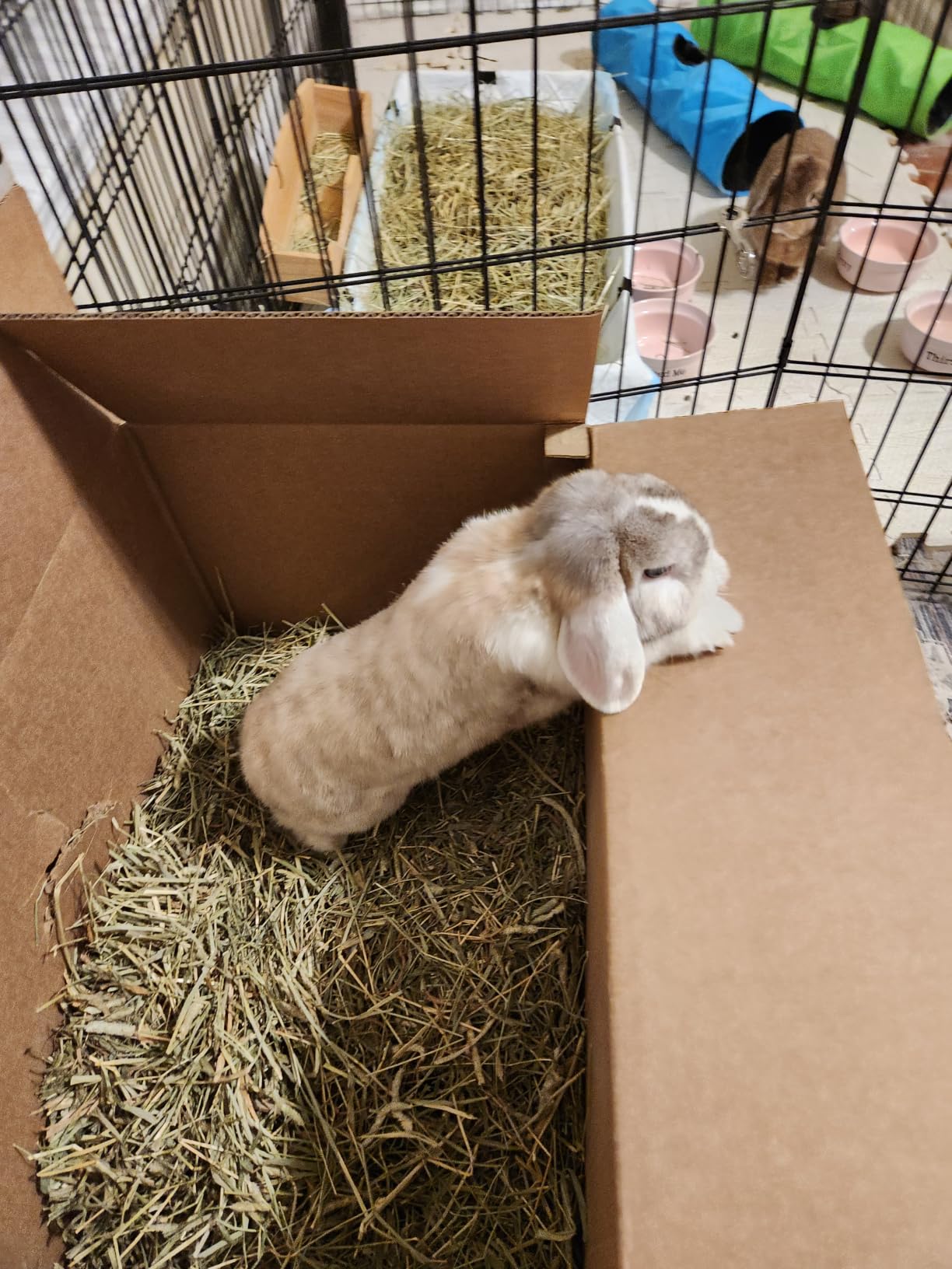 Standlee Western Timothy Grass Hay Small Animal Food for Rabbits, Guinea Pigs, and Chinchillas, 20 lb. Box customer photo 1