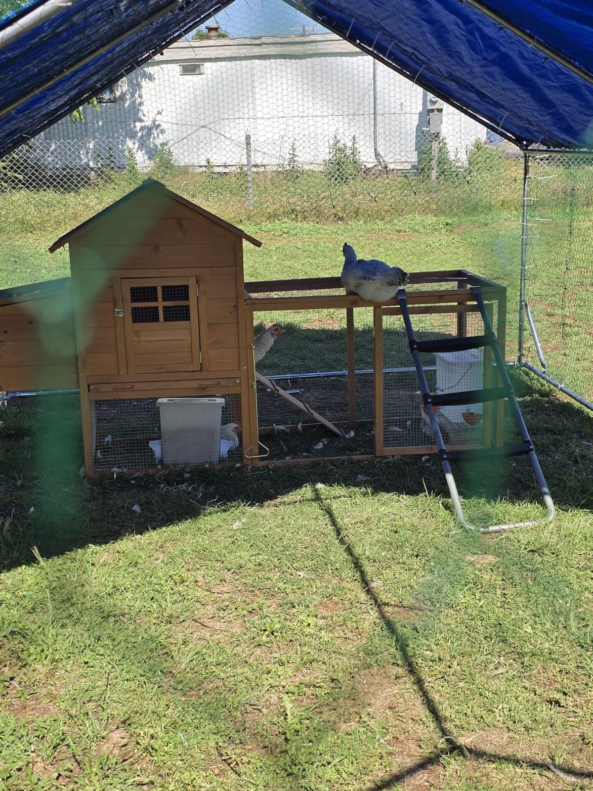 Sino Luban Large Metal Chicken Coop Run for 10 Chickens/Ducks, Chicken Runs for Yard with Waterproof Cover, Chicken Enclosure Chicken Pen Outdoor, Walk-in Poultry Cage customer photo 2