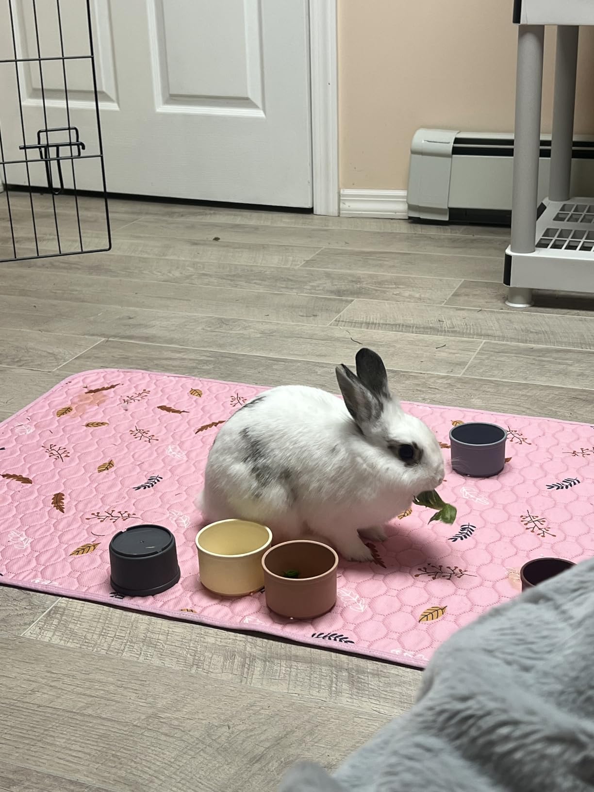 8 Pcs Stacking Cups for Rabbits, Colorful Bunny Toys for Rabbits and Small Animals, Nesting Rabbit Toys of Different Sizes, Bunny Stacking Cups for Hiding Food and Playing customer photo 1