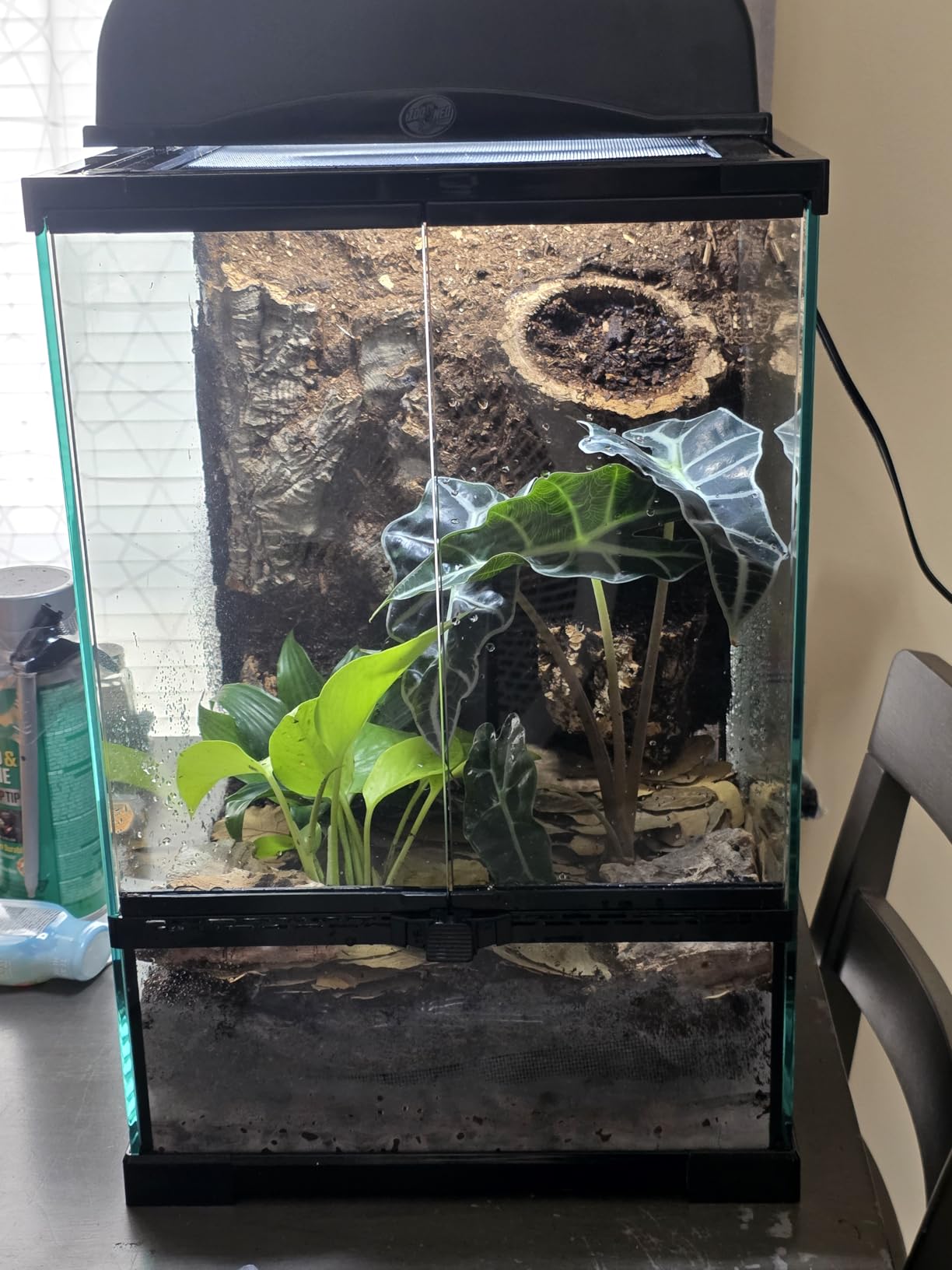Reptile Glass Terrarium Tank 10 x 10 x 14in, Full View with Front Opening Door, Amphibians Enclosure Habitat Cage for Crested Gecko, Spider, Tarantula, Lizard, Hermit Crab, Frog, Mantises, Insects customer photo 1