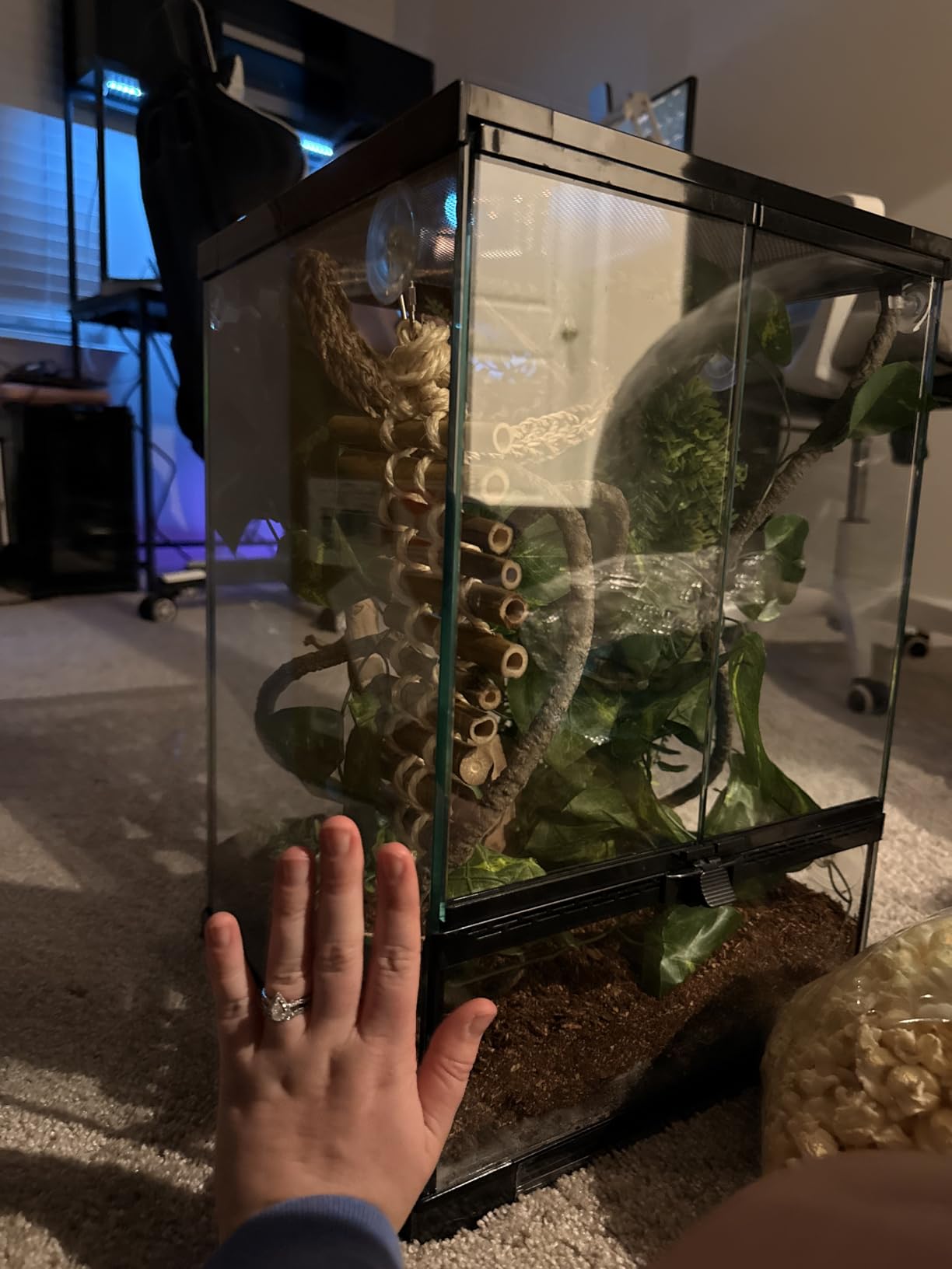 Reptile Glass Terrarium Tank 10 x 10 x 14in, Full View with Front Opening Door, Amphibians Enclosure Habitat Cage for Crested Gecko, Spider, Tarantula, Lizard, Hermit Crab, Frog, Mantises, Insects customer photo 2
