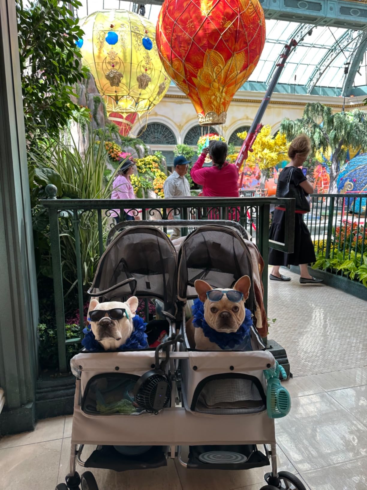 Double Pet Stroller for 2 Dogs & Cats, Side-by-Side, Gray customer photo 2