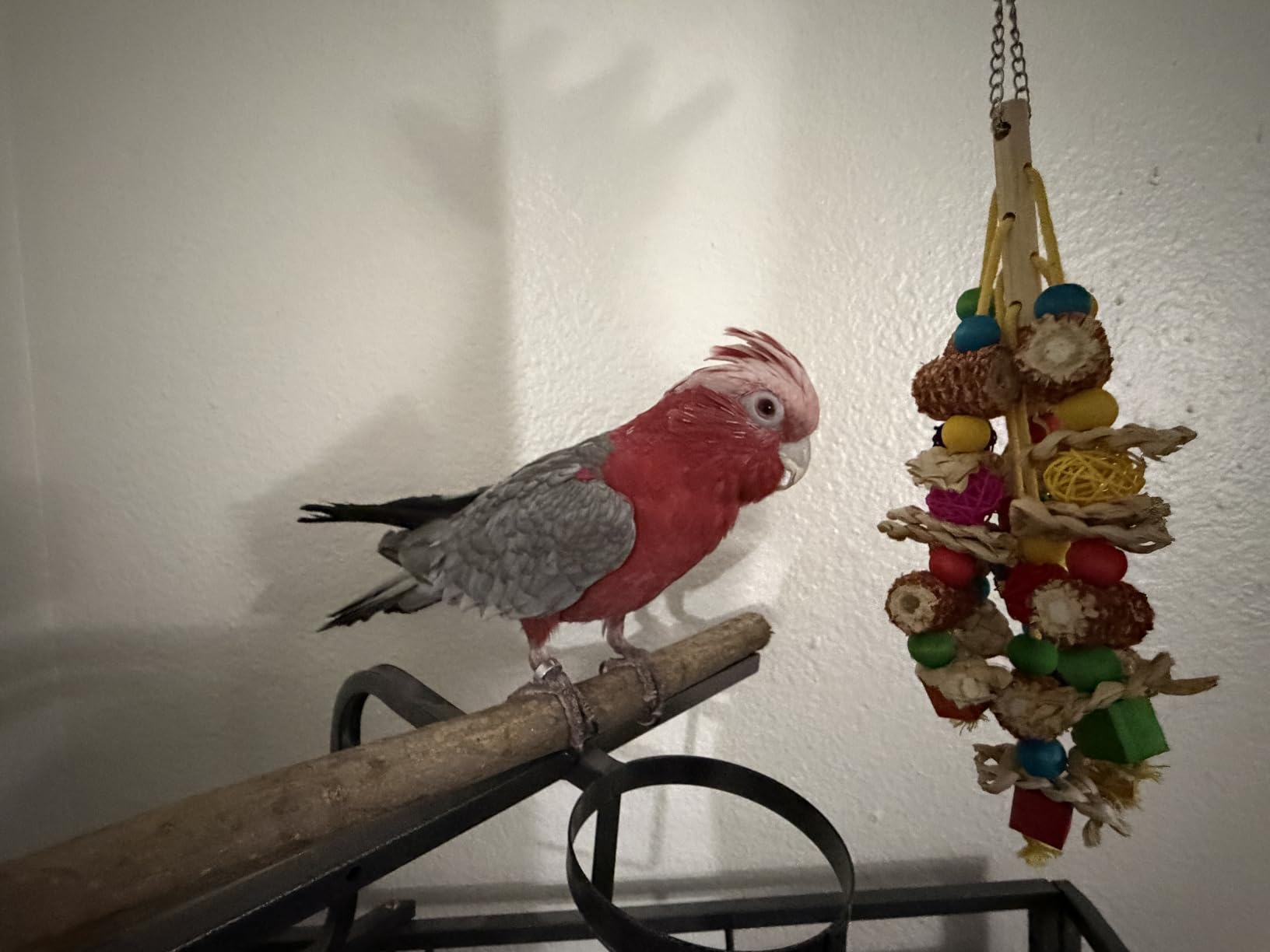 lovyoCoCo Parrot Toys Bird Toys Natural Corn Cob Bird chew Toys for Small and Medium-Sized Macaws, African Grey, Cockatoos, Amazon Parrots, Parakeet, Cockatiel, Sun Conure, Lovebird with Wooden Blocks customer photo 1