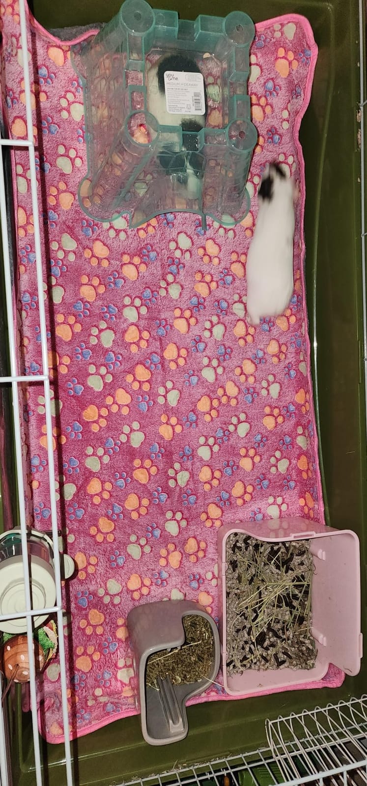 Reginary 4 Pcs Guinea Pig Fleece Blankets, Moon Star, 24 x 47 Inch | Waterproof Washable Cage Liners, Absorbent Double Layer Bedding for Guinea Pigs, Reusable Pads for Hamsters Rabbits customer photo 2