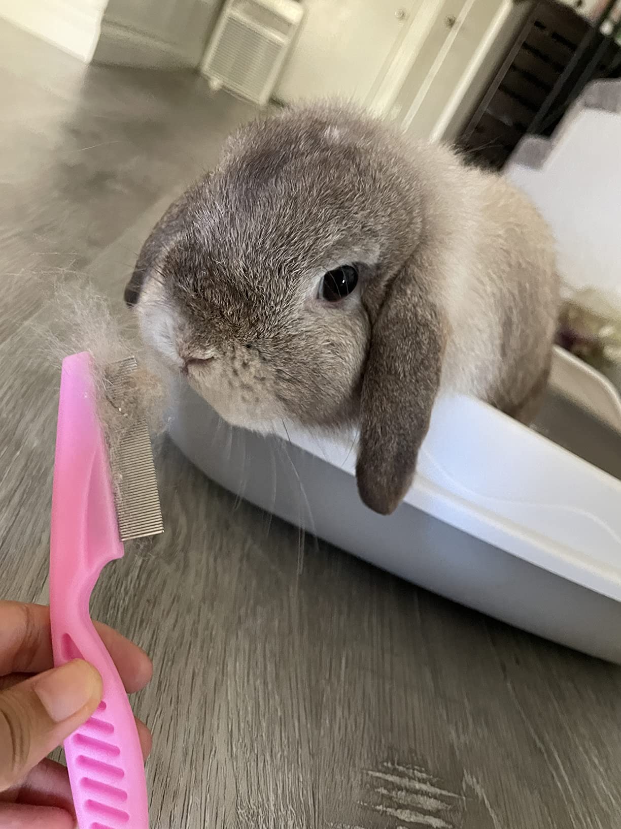 VCZONE 8 Pcs Small Animal Grooming Kit, Rabbit Grooming Kit with Pet Nail Clipper and File, Flea Comb, Pet Shampoo Bath Brush, Pet Shedding Slicker Brush, Bath Massage Glove, Cleaning Comb (Purple) customer photo 2