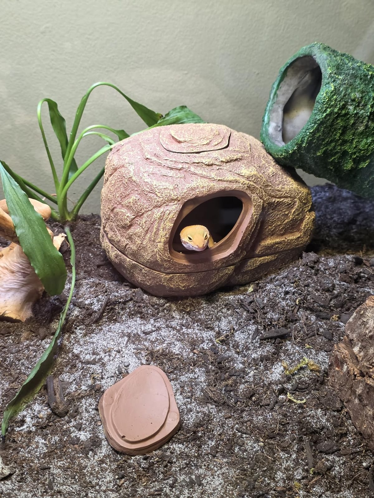 REPTI ZOO Gecko Hide Cave, 2 in 1 Snake Reptile Hideout for Hide & Rest & Breed & Feeding, Reptile & Amphibian Habitat Decor for Corn Snake, Small Snake, Ball Python, Crested Gecko, Leopard Gecko customer photo 1