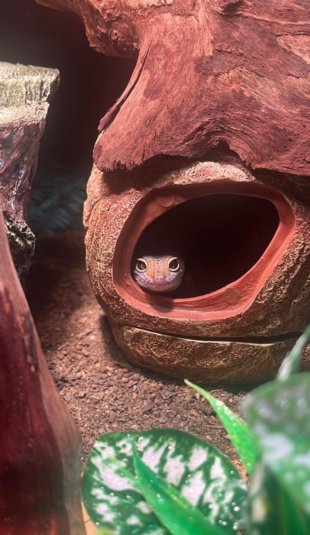 REPTI ZOO Gecko Hide Cave, 2 in 1 Snake Reptile Hideout for Hide & Rest & Breed & Feeding, Reptile & Amphibian Habitat Decor for Corn Snake, Small Snake, Ball Python, Crested Gecko, Leopard Gecko customer photo 2
