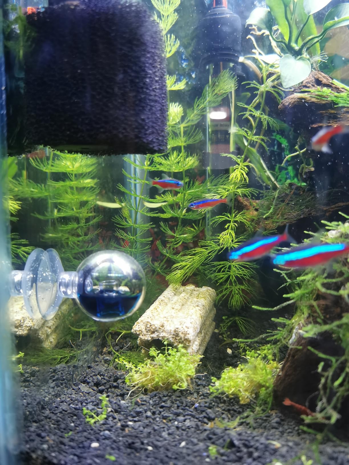 Glass CO2 Drop Checker - CO2 Monitor Kit for Aquarium Planted Tank CO2 System (Drop Checker with Solution) customer photo 2