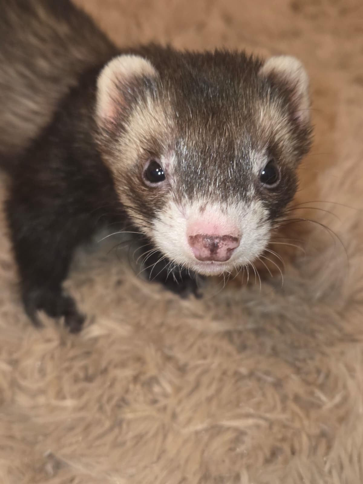 Critter Shampoo for Small Pets - Small Animal Fragrance & Detergent Free Shampoo - Sensitive Skin Shampoo for Ferrets, Guinea Pigs, Rabbits, Hedgehogs, Hamsters & Sugar Gliders (8 oz Fragrance Free) customer photo 2
