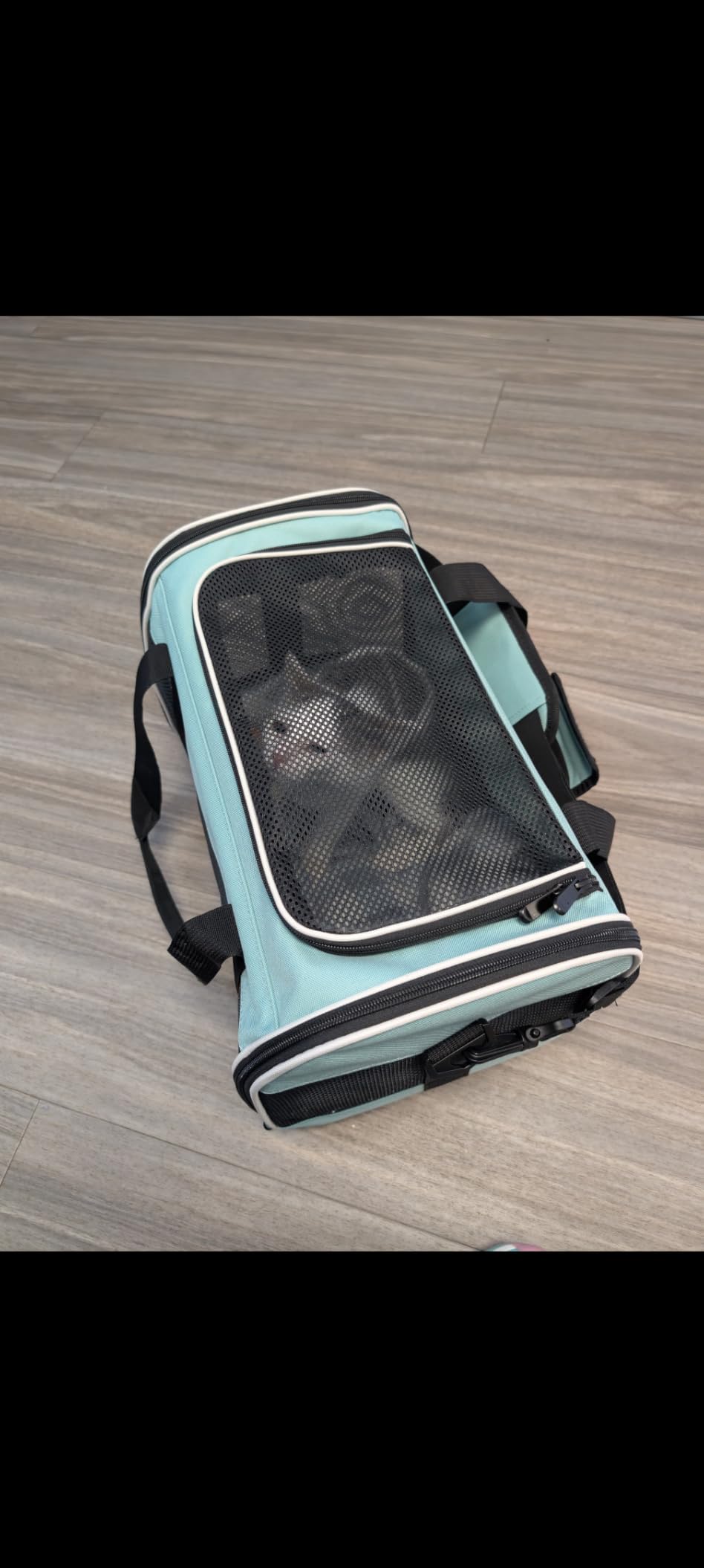 Small Animal Travel, Carrier for Hedgehog Rat Parrot Bird Guinea Pig, Lizards Carrier, Soft Sided Travel Carrier Portable Guinea Pig Up to 10 Lbs (15 * 10 * 10, Green) customer photo 1