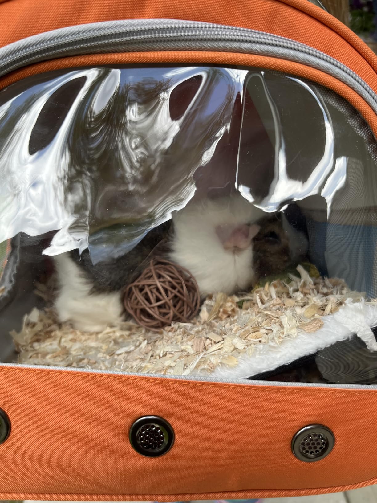 Bissap Guinea Pig Carrier Bag, Portable Small Animal Carrier Pouch for Hamster Chinchilla Rabbit Gerbil Hedgehog Sugar Glider Outgoing Travel Carrying Case - Grey customer photo 2