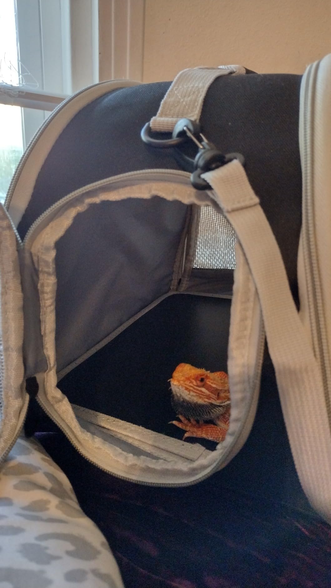 Ventilation Carrier for Bearded Dragon, Guinea Pig Carrier, Guinea Pig Carrier for 2, Reptile Travel Carrier for Lizards Sugar Glider Hedgehog Rat Parrot Birds, Airline Approved Black customer photo 1