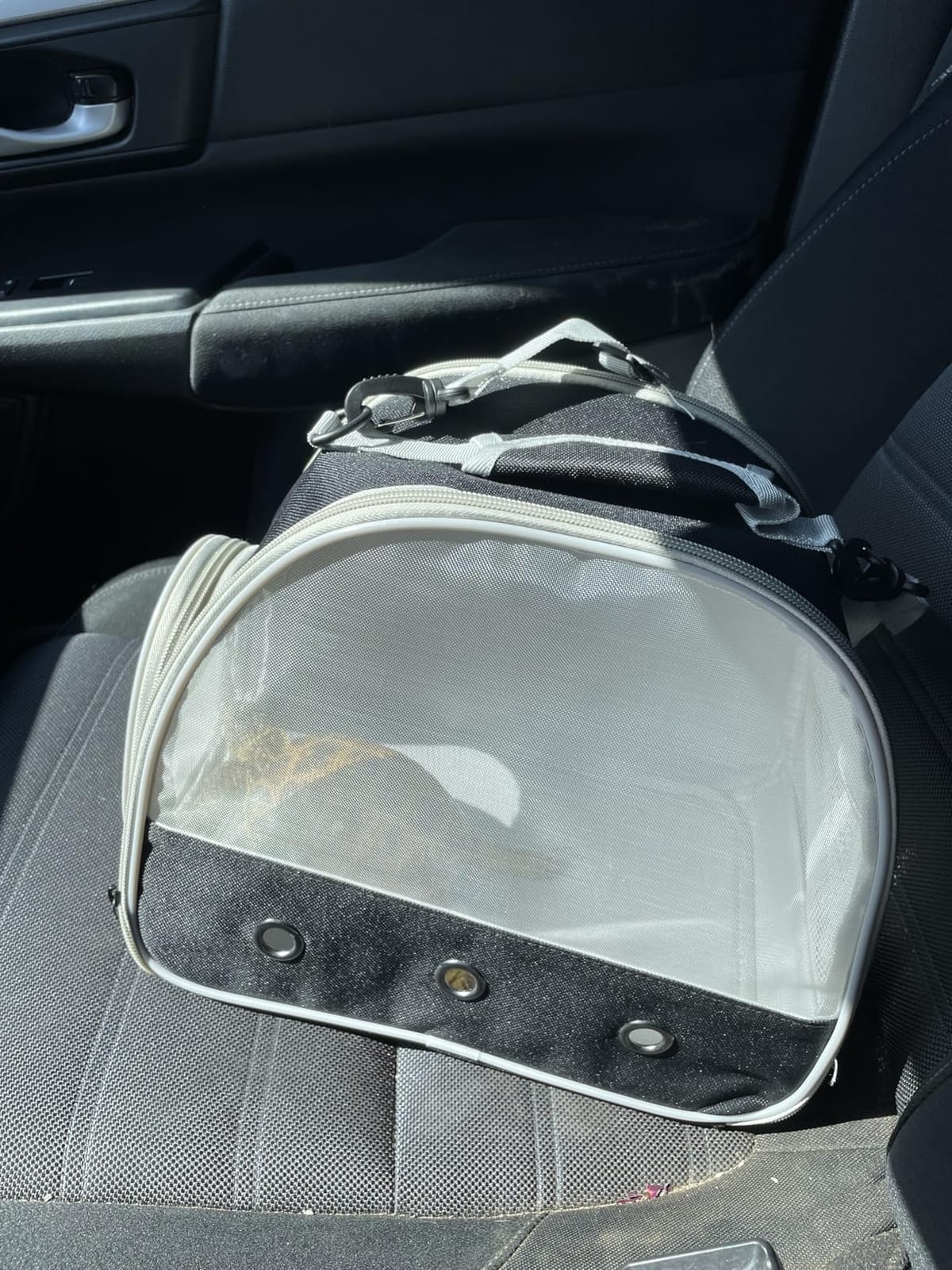 Ventilation Carrier for Bearded Dragon, Guinea Pig Carrier, Guinea Pig Carrier for 2, Reptile Travel Carrier for Lizards Sugar Glider Hedgehog Rat Parrot Birds, Airline Approved Black customer photo 2