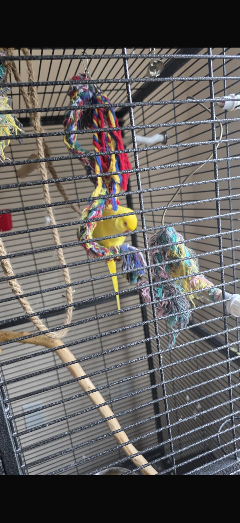 Bird Toys Rope Perch with Bell Colorful Bird Chewing Shredding Foraging Toys Parrot Swing Climbing Standing Hanging Toys Cage Accessories for Conure Cockatiel Budgies Lovebird customer photo 1