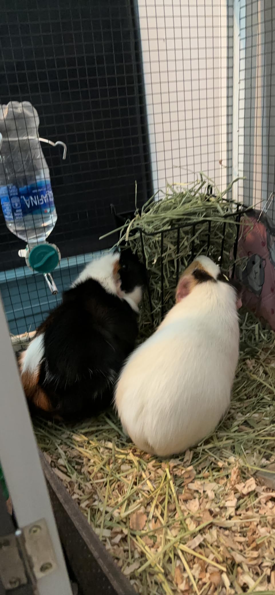 LUAVIARU Upgrades Rabbit Hay Feeder - Guinea Pig Hay Feeder - Metal Frame Hay Rack with Adjustable Hook - Less Wasted - for Guinea Pigs - Chinchilla Bunny Cage Accessories - Bunny Feeder customer photo 2