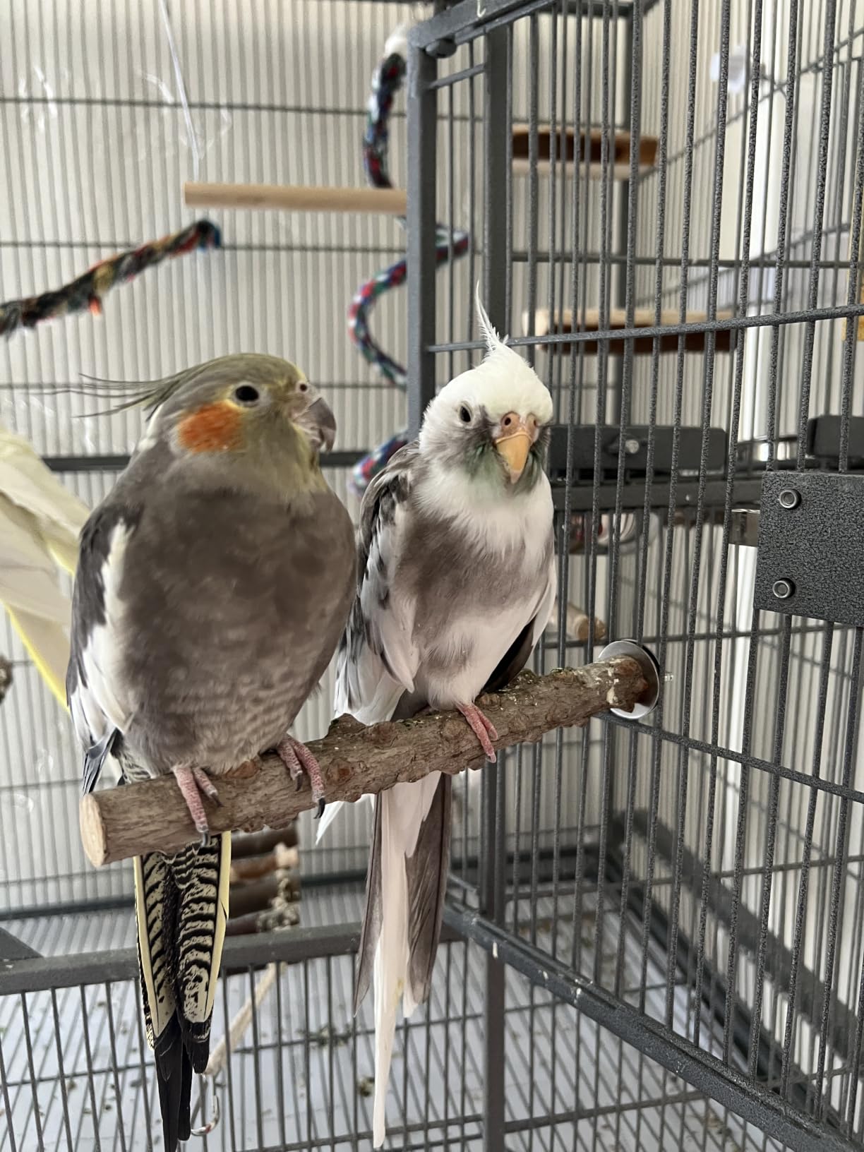 LIMIO 6-Piece Bird Perch Set - Natural Wood Grape Sticks, Paw Grinding Forks, Bird Stand & Toys for Parakeets, Cockatiels, Conure, Budgies customer photo 1