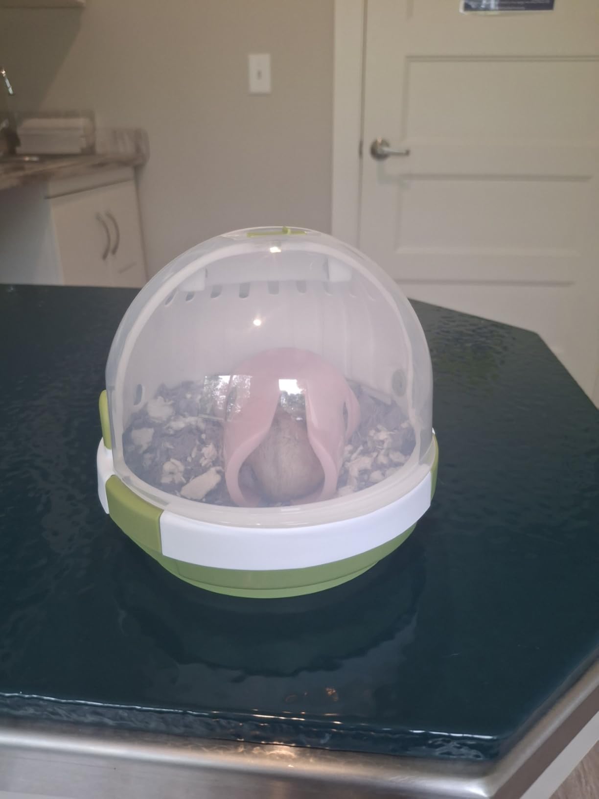 Hamster Carrier Cage Portable Cages Small Animals Carry Travel Case with Water Bottle Plastic Breathable Guinea Pig Outgoing Cage for Dwarf Hamster Ferret Chinchillas Hedgehog customer photo 1