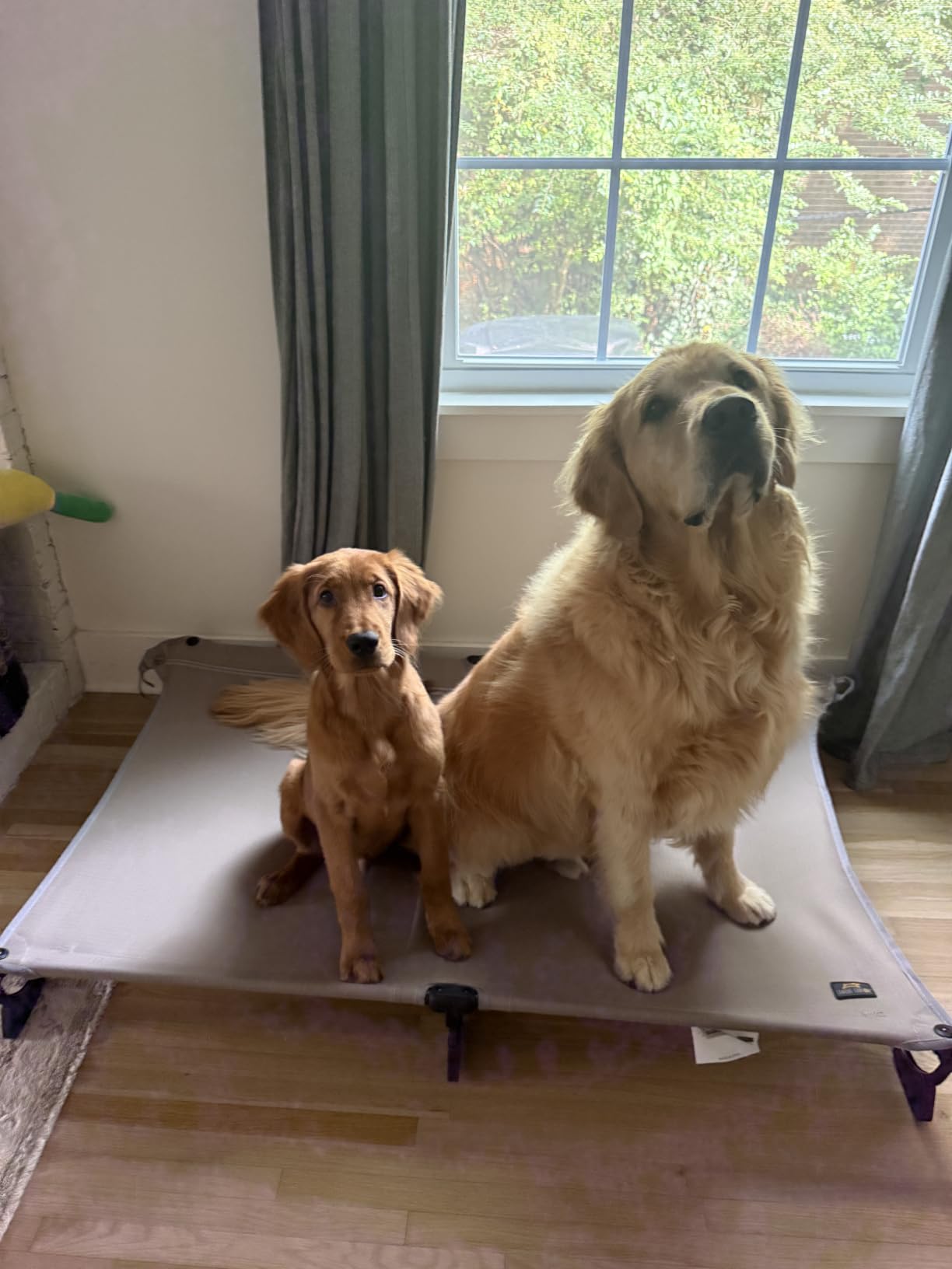 CANINE CANYON Folding Raised Dog Cot, Large Outdoor Elevated Dog Bed with Upgraded Non-Slip Feet, Cooling Chew Proof Portable Heavy Duty Pet Cot Up to 160 lbs for Camping/Home, Dark Blue, 43