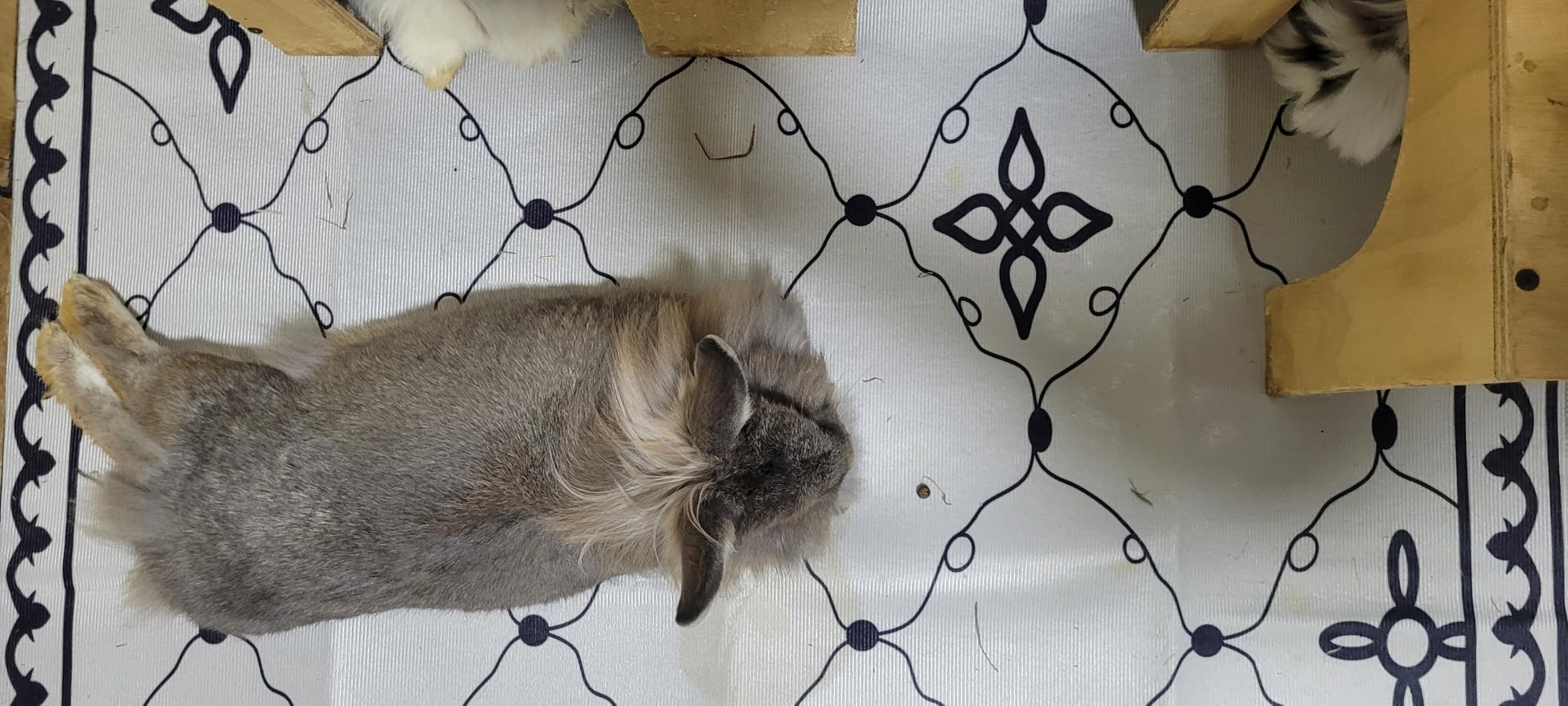 kathson 78.7x39.4in Extra Large Rabbit Cage Liner, Washable Bunny Floor Mat Reusable Non Slip Pet Playpen Mat for Hamster Chinchilla Cat Dog Guinea Pig customer photo 1