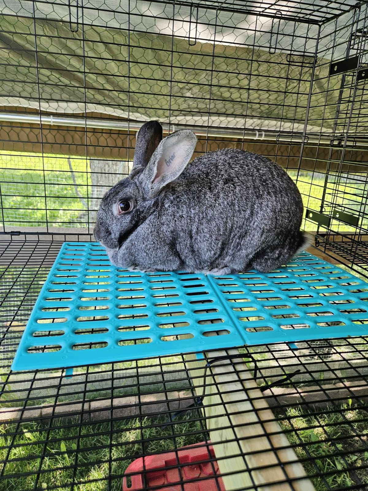 Saguaro Acres Rabbit and Small Animal Cage Resting Mat for Wire Floored Cages - Pack of 6 (Pink, Blue, Teal, Purple, Grey and Orange) customer photo 1
