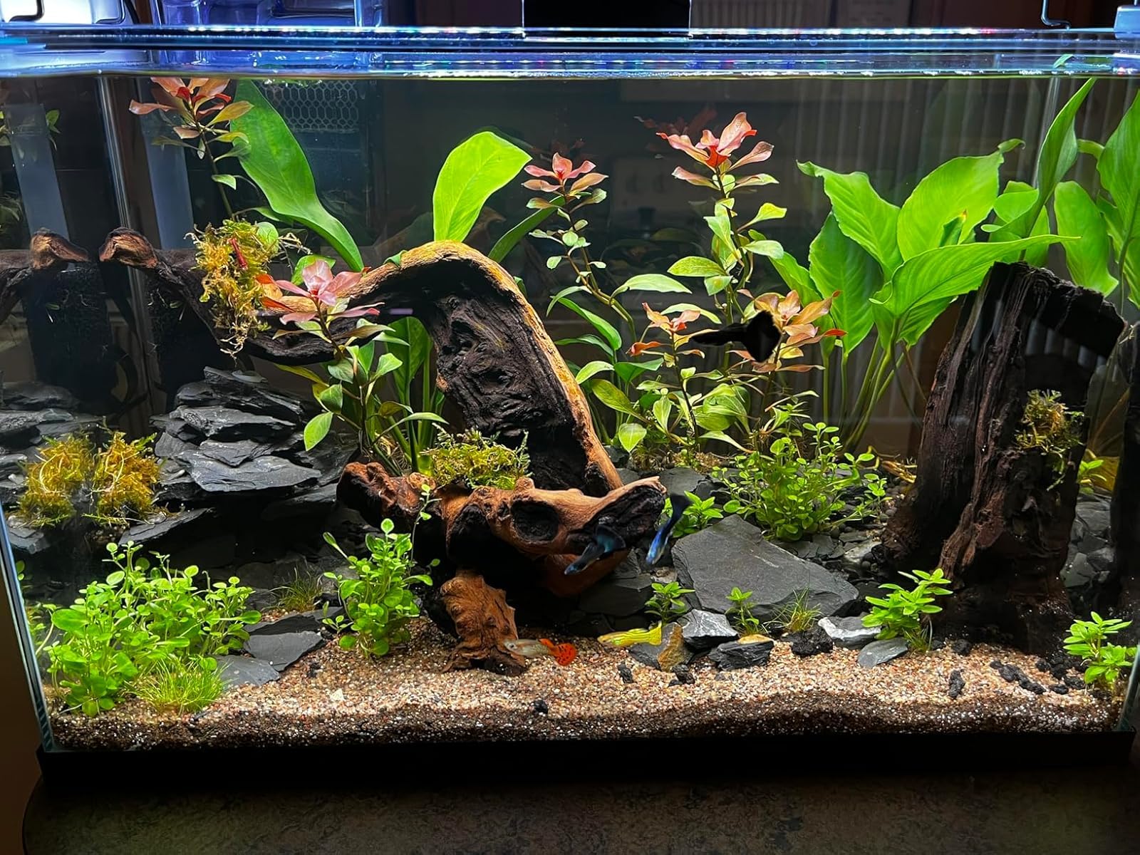 Aqua Natural Aquarium Substrate, Delta Sand, 10lb | Aquascaping, Aquariums, Vivariums, Terrariums customer photo 1