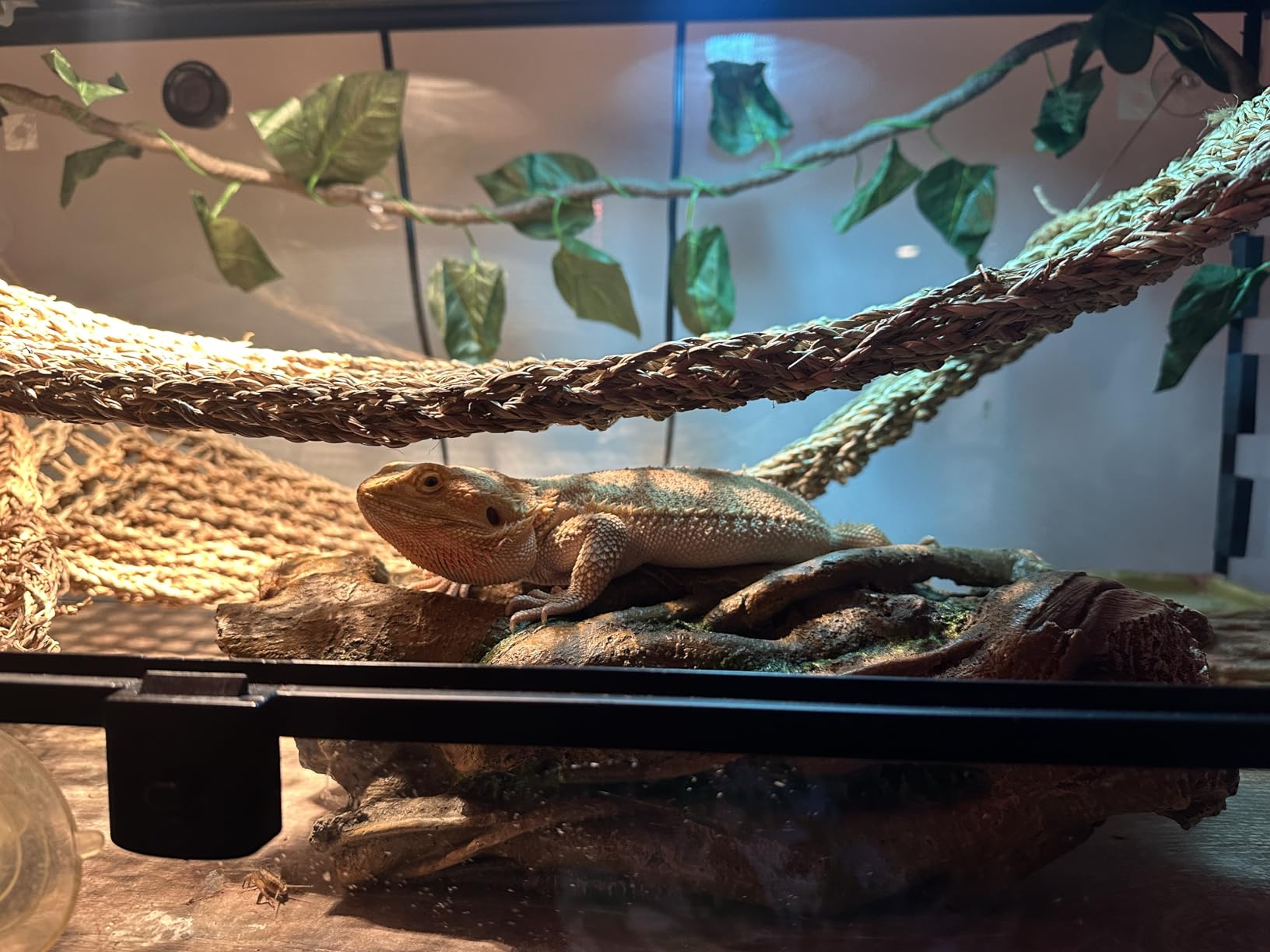 Lizard, Snake or Reptile Hide. Large Hollow Log for Terrarium. Bearded Dragon or Gecko Tank Accessories. Natural Looking Basking Platform (XL-Version 2) customer photo 1
