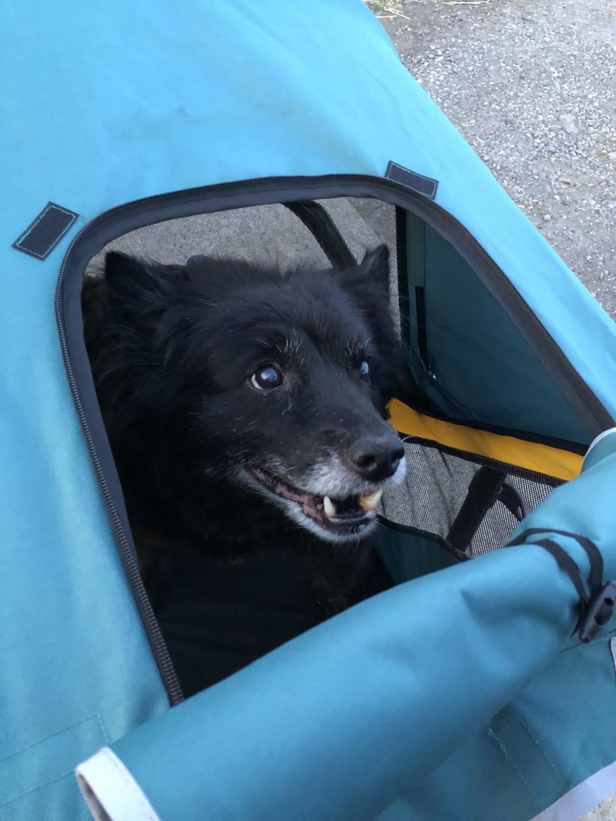 Petbobi Dog Stroller for Large Medium Dogs up to 80 lbs, Dual Entry | One-Hand Fold, One-Foot Brake, All Terrain 360 Swivel Front Wheel, Heavy Duty Air Mesh Wagon, Low Step-In for Senior Pets customer photo 1
