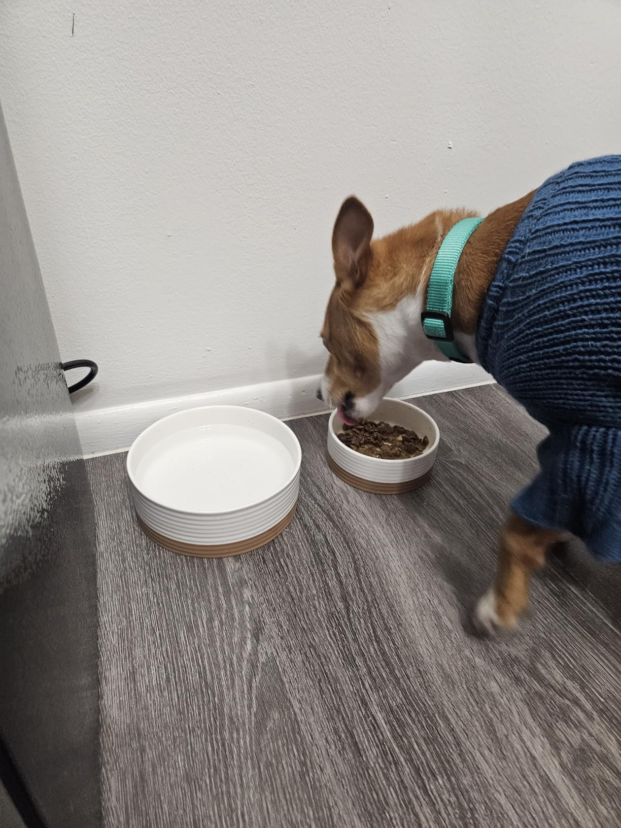 Mora Ceramic Pet Bowl Size Small - Food/Water Dish for Puppy Dogs, Cats, Guinea Pig, Rabbit, Hamster, Snake, ect. 11oz or 2 Cups - Basic Bowls for Your Dog or Cat, Mix and Match for a Set - Vanillla customer photo 2