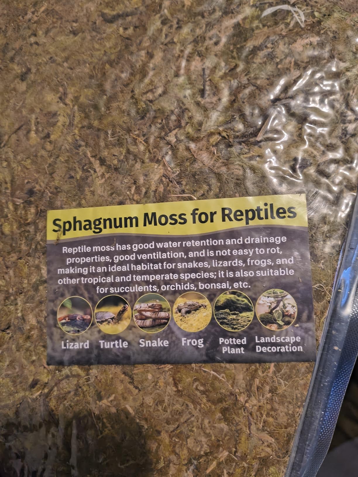 Sukh Sphagnum Moss for Reptiles - Green Terrarium Moss Substrate, 5oz | Habitat Bedding for Gecko, Snake, Turtle, Frog, Bearded Dragon, Jumping Spider, Chameleon, Enclosure & Tank Accessories Decor customer photo 1