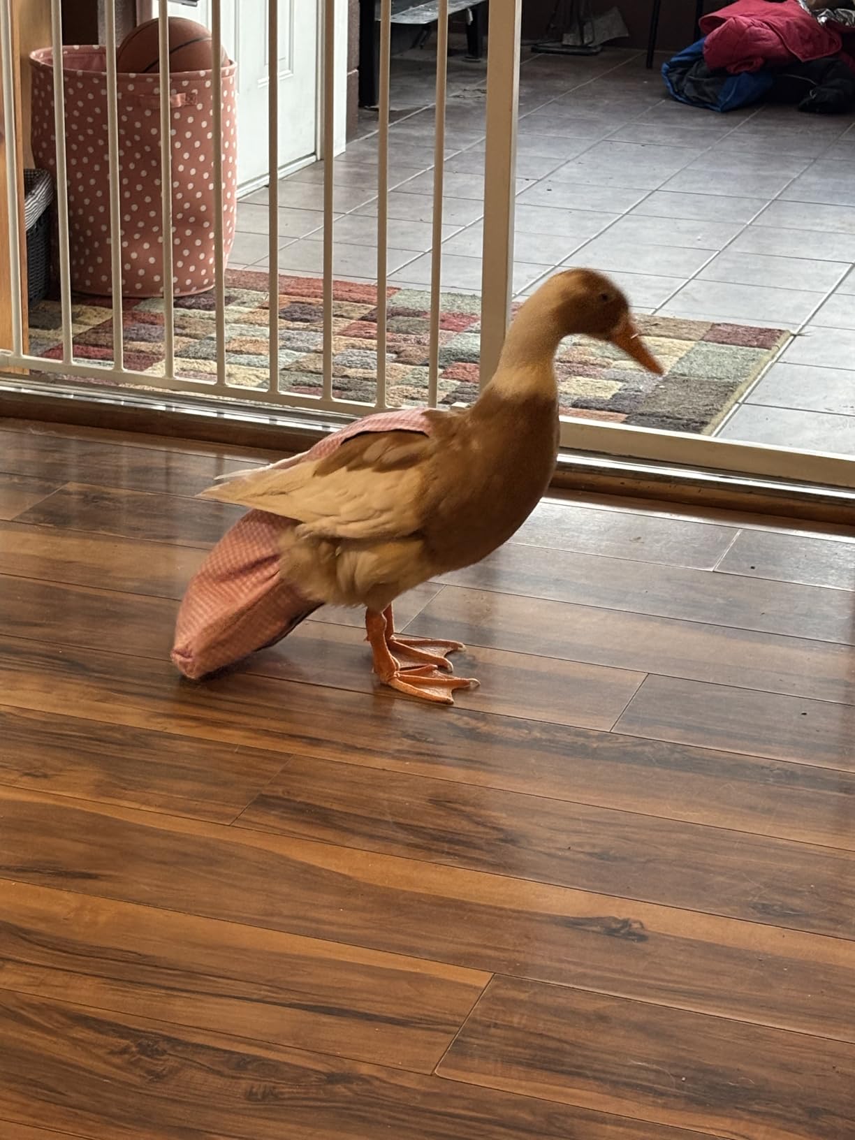 Duck Diapers, Chicken Diapers, Special Diapers for Poultry, Chicken, Duck and Goose Waterproof, Adjustable, Washable and Reusable Diapers, Poultry Supplies, Duck Supplies (4.41LB-6.06LB) customer photo 1