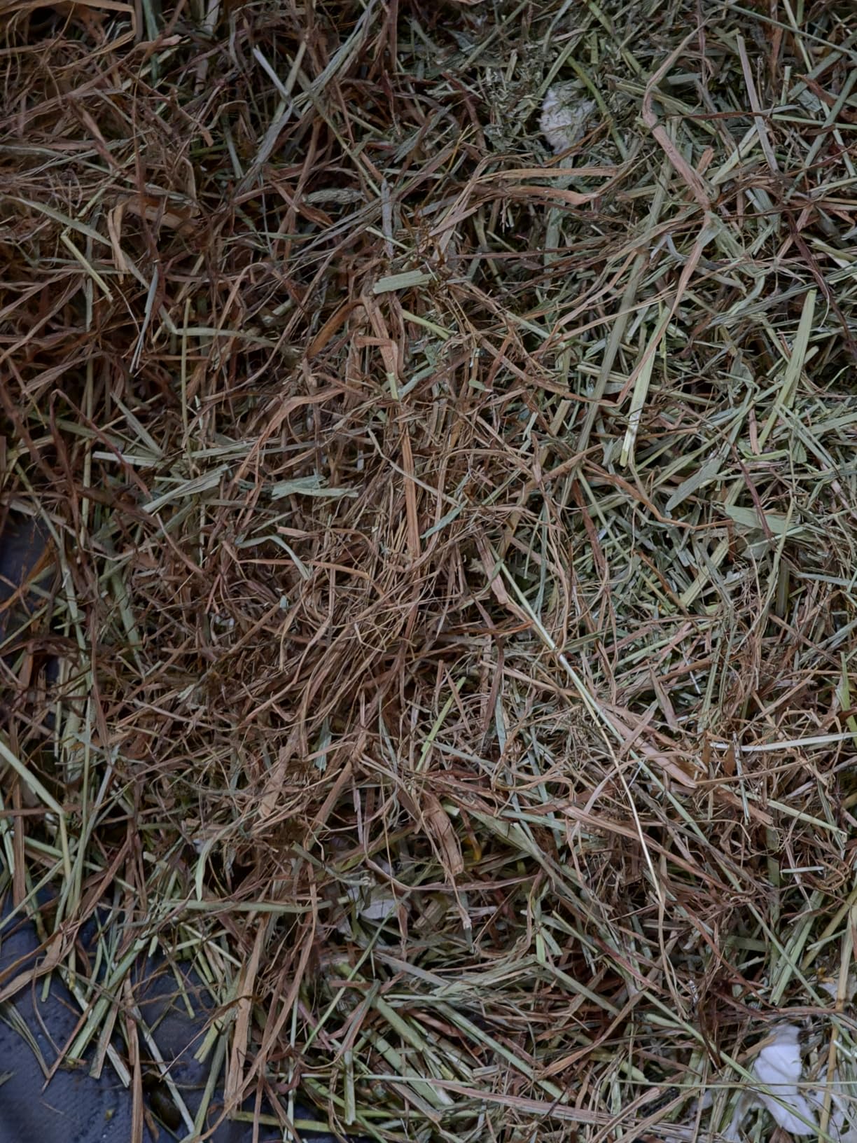 Kaytee Timothy Hay & Orchard Grass for Guinea Pigs, Rabbits & Other Small Animals, 48 oz customer photo 1