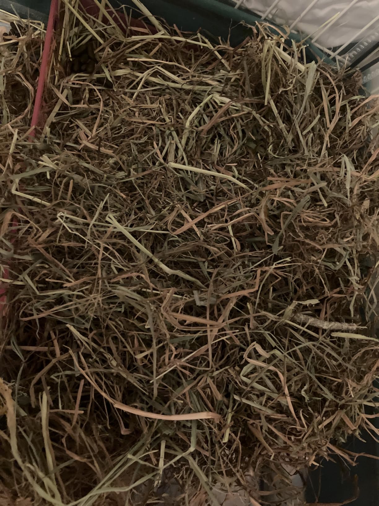 Kaytee Timothy Hay & Orchard Grass for Guinea Pigs, Rabbits & Other Small Animals, 48 oz customer photo 2