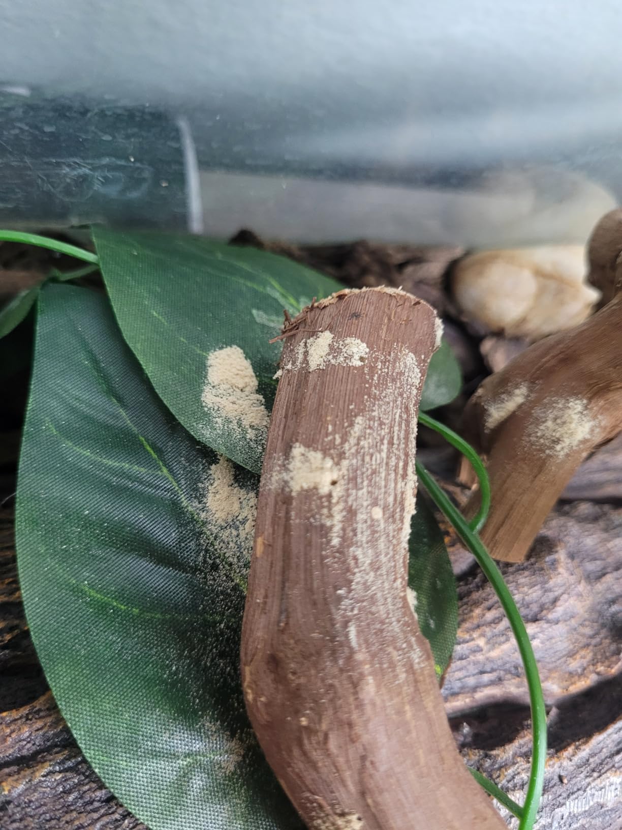 VCEPJH Snake Climbing Branch, 2Pcs Reptile Wood Natural Cork Log Tank Accessories Tree Trunk for Chameleon Bearded Dragon Gecko Snake Frog Spider customer photo 1