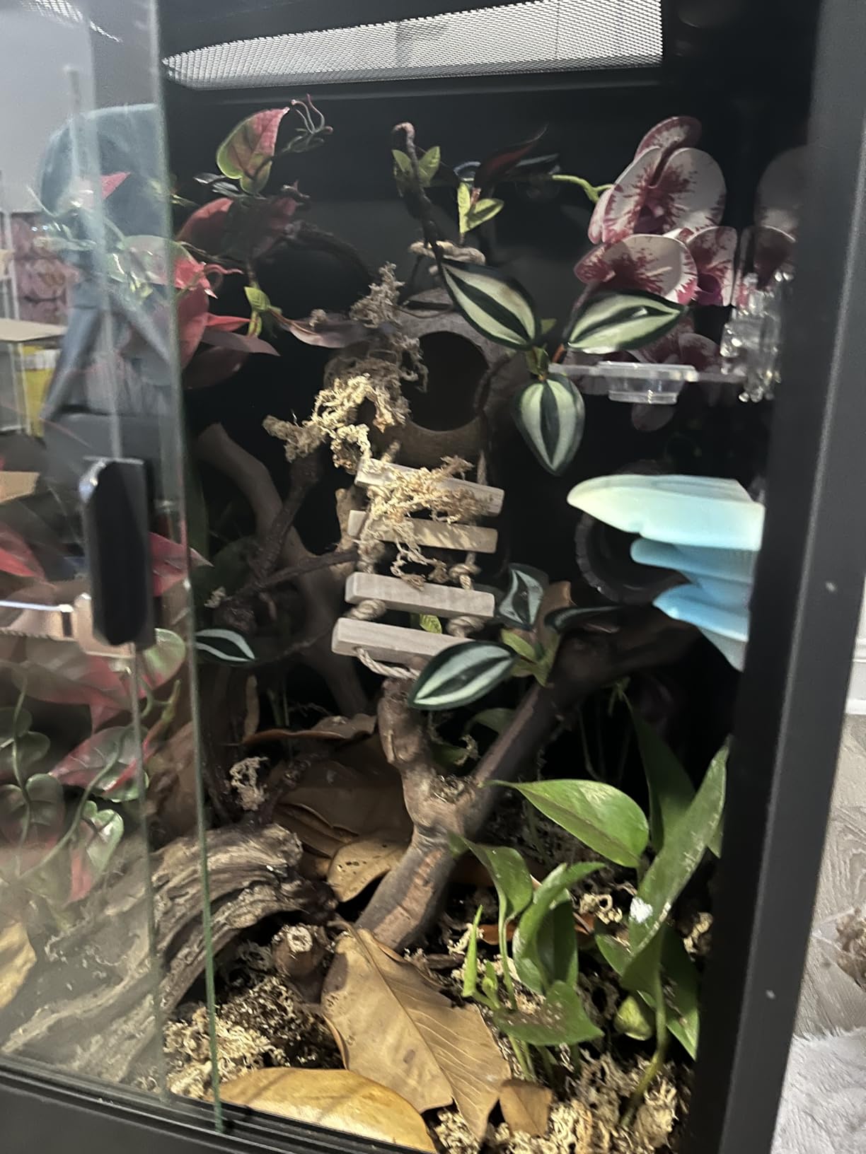 VCEPJH Snake Climbing Branch, 2Pcs Reptile Wood Natural Cork Log Tank Accessories Tree Trunk for Chameleon Bearded Dragon Gecko Snake Frog Spider customer photo 2