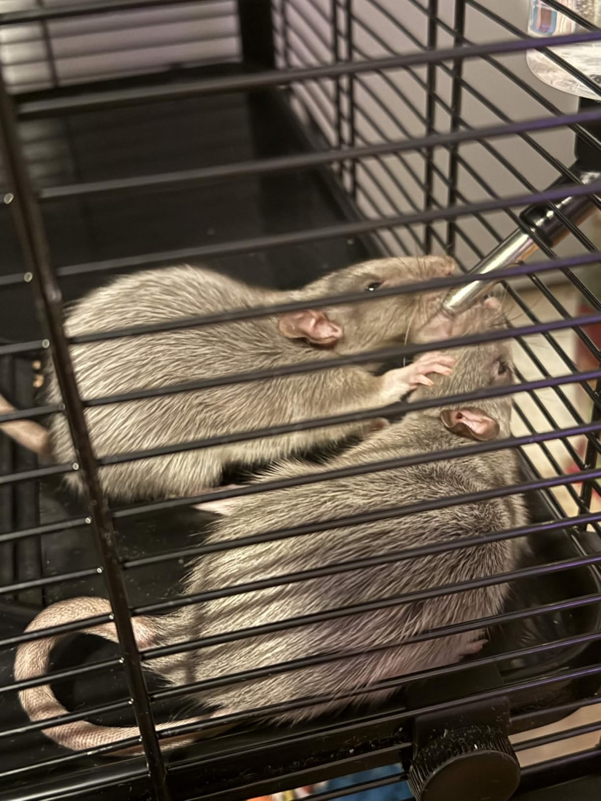 PawHut Large Hamster Cage Deep Tempered Glass Bottom 30