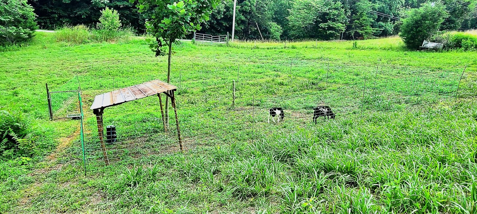 Electric Fence Netting,Livestock Neting,49.6