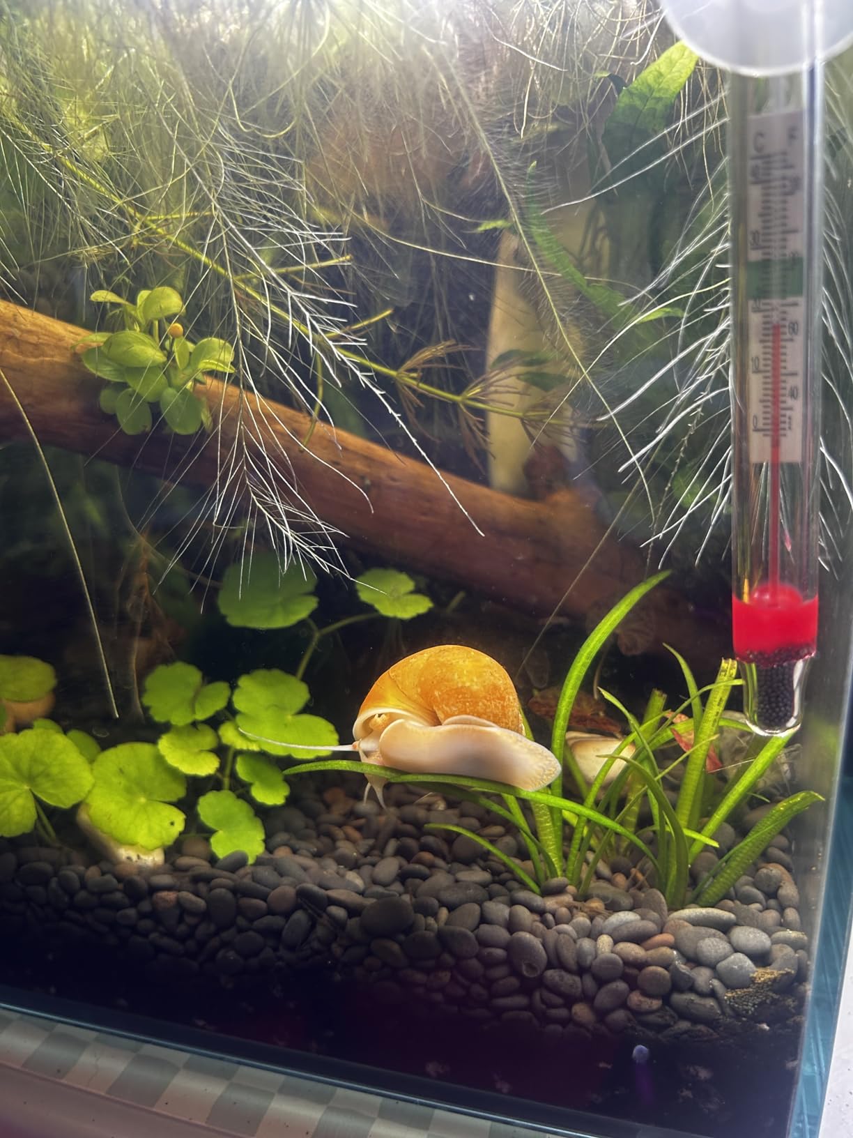 Fri4Free 2PCS Long Aquarium Tweezers - 10.6