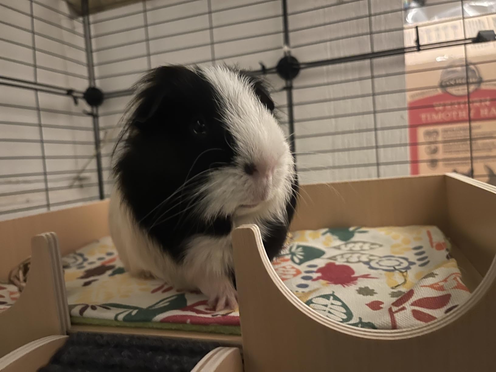 MEWTOGO Upgraded Sturdy Wooden Guinea Pig Castle with Stairs & Mat customer photo 1