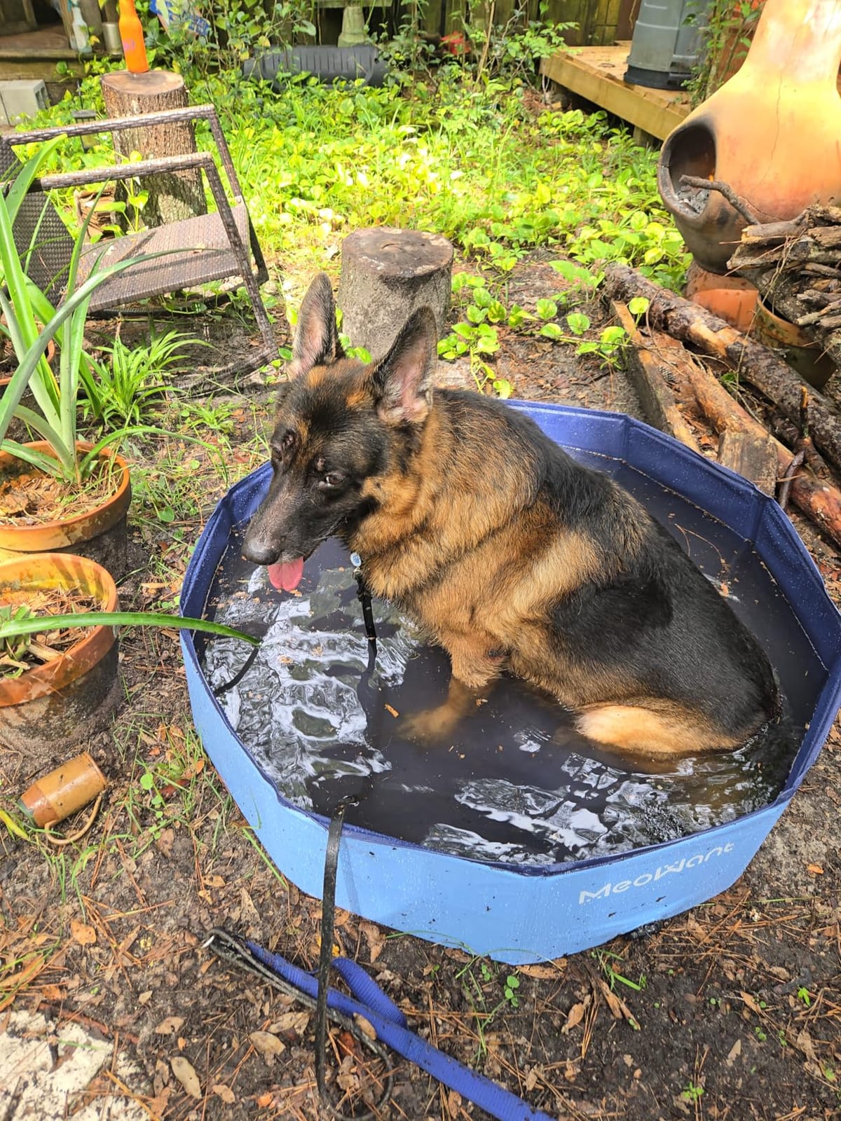 Meowant Extra Large Dog Pool Foldable 97'', Hard Plastic Kiddie Pool customer photo 2