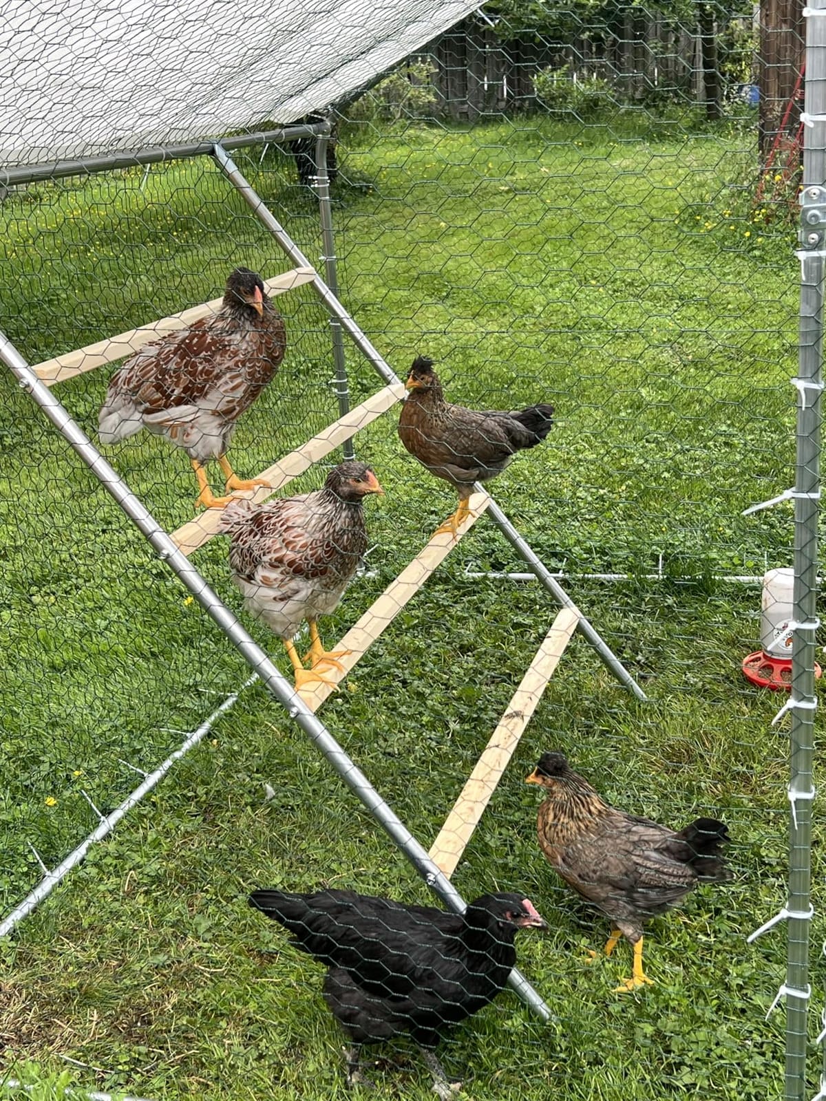 PETSFIT Square Chicken Roosting Perch, 55