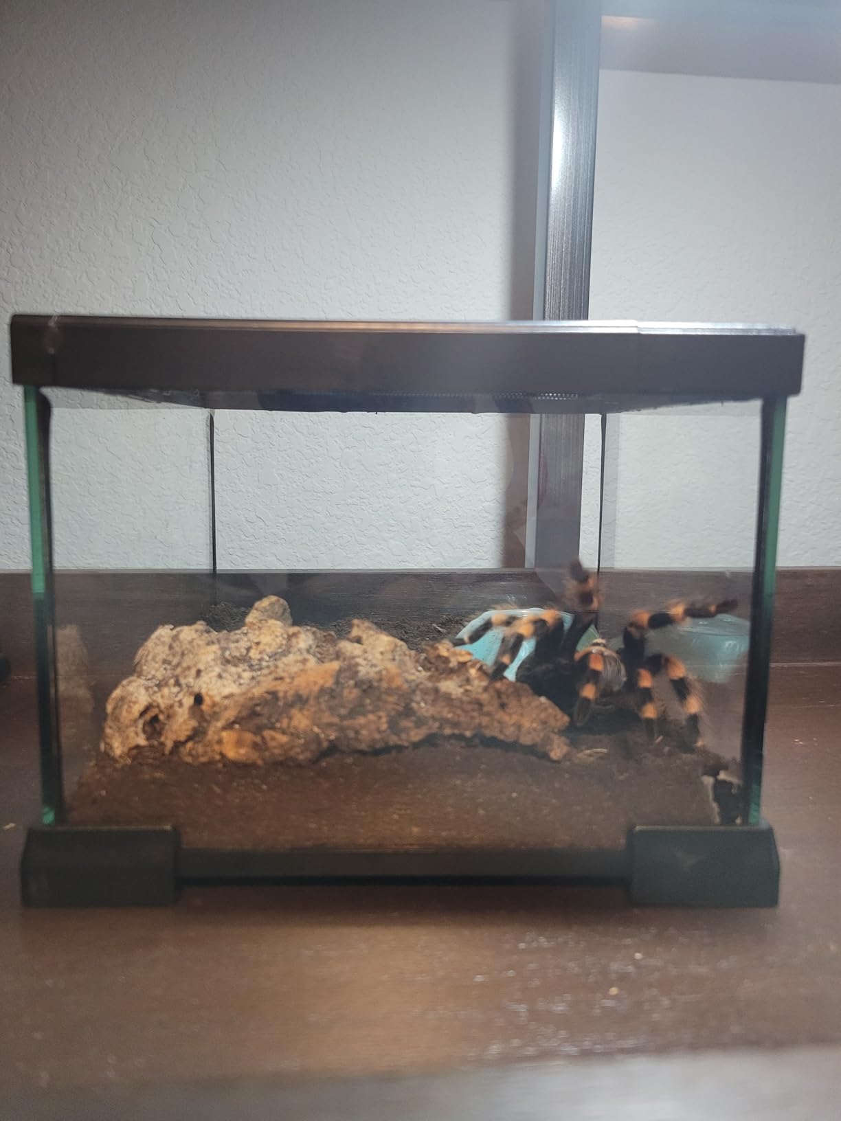 AWXZOM Mini Reptile Glass Terrarium Tank, 7.9x7.9x5.7inch for Tarantula Sling Geckos, Frog, Lizards, Chameleons, Turtles Snake Snail Insect Hermit Crab Isopods Reptiles Enclosure customer photo 1