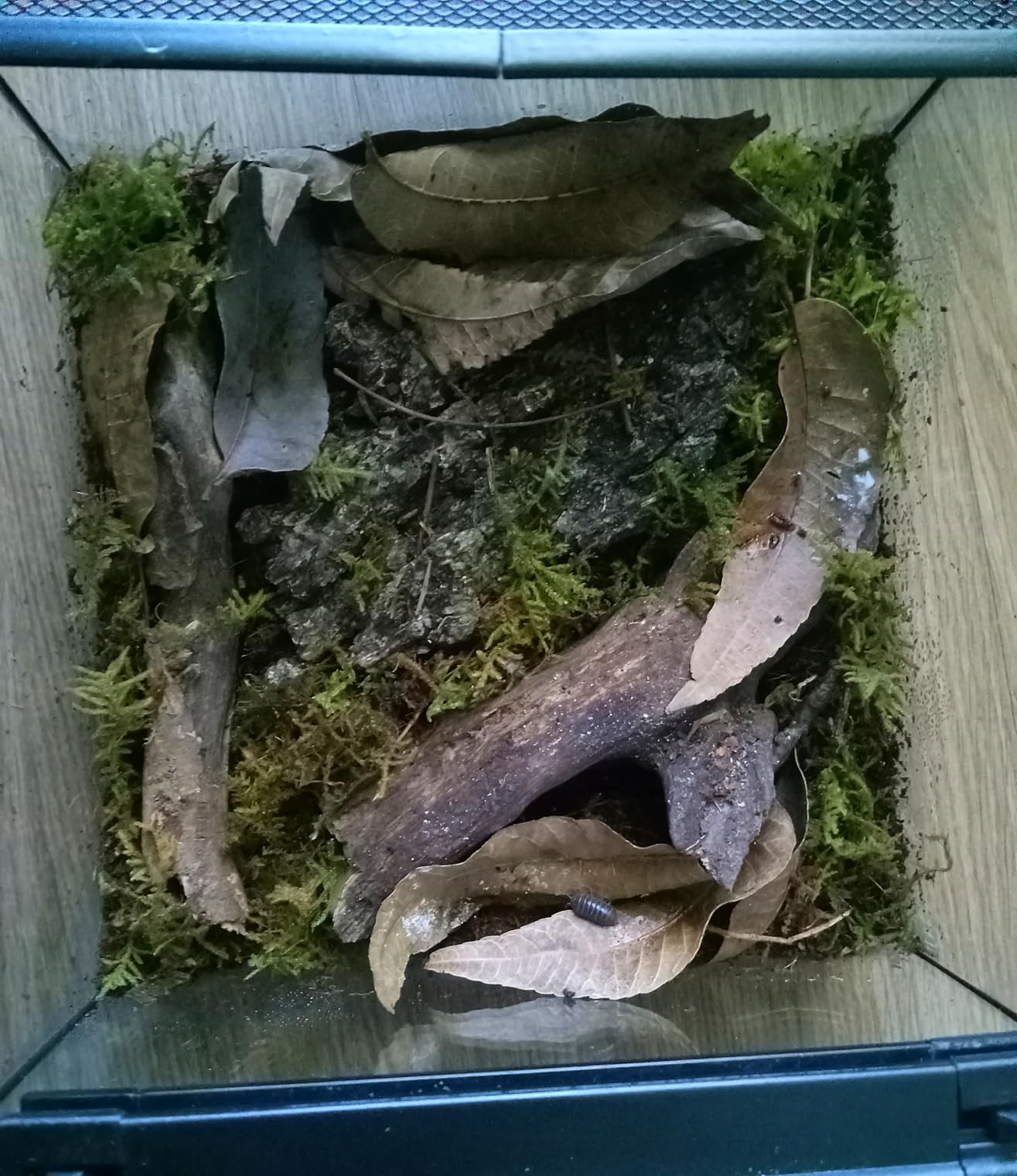 AWXZOM Mini Reptile Glass Terrarium Tank, 7.9x7.9x5.7inch for Tarantula Sling Geckos, Frog, Lizards, Chameleons, Turtles Snake Snail Insect Hermit Crab Isopods Reptiles Enclosure customer photo 2