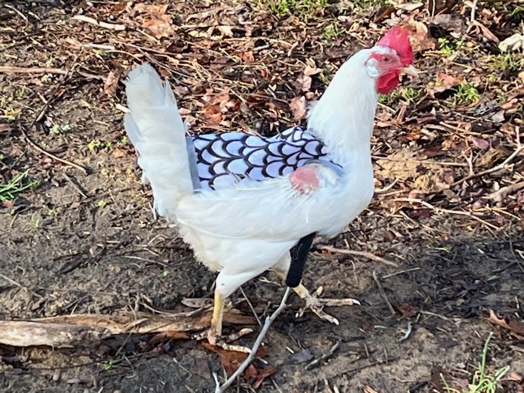 Chicken Saddle for Hens, Chicken Back Protector for Hens | Chicken Aprons for Hens With Adjustable Straps customer photo 1