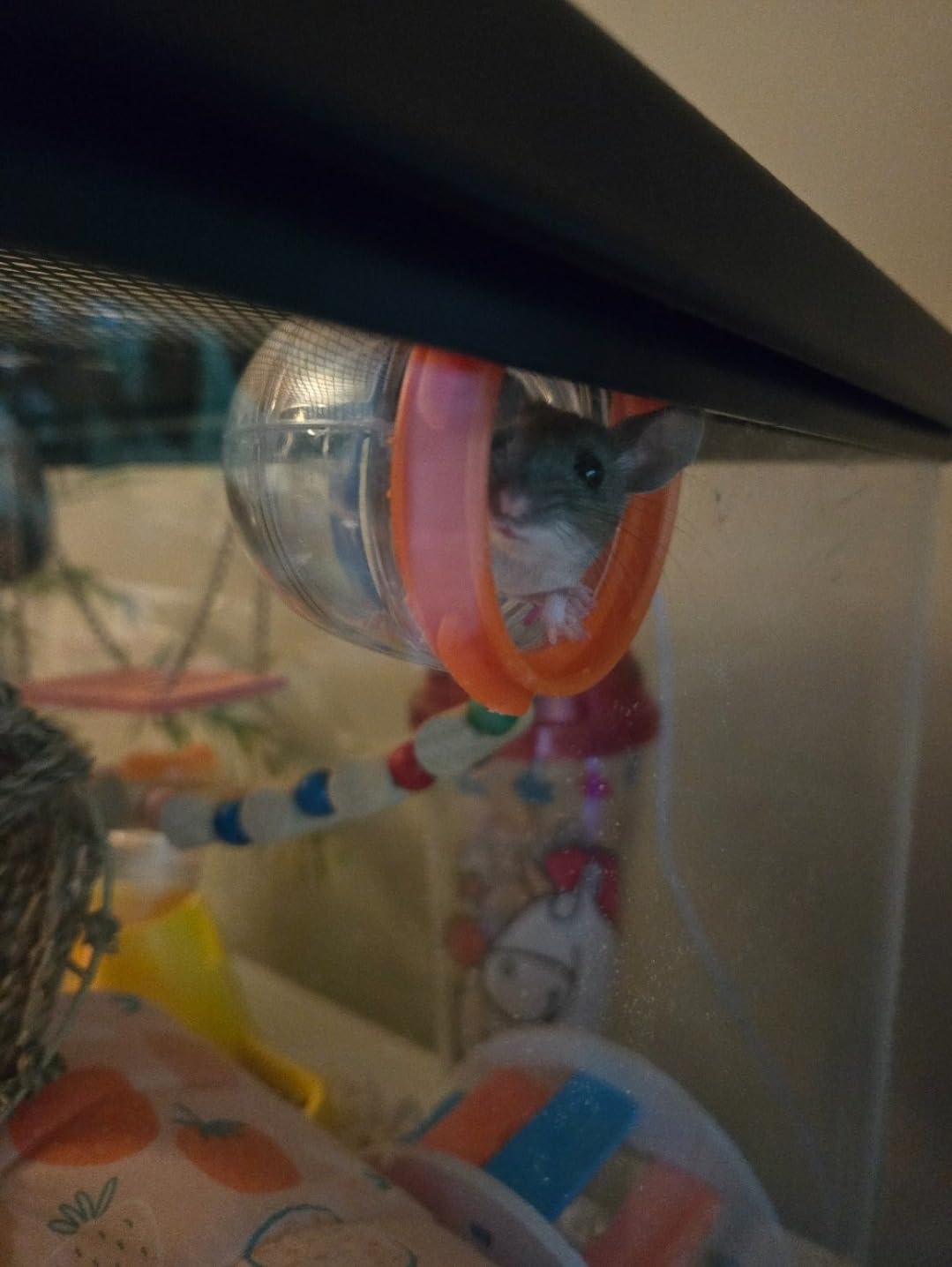 MidWest Homes for Pets Curvy Hamster Tube Value Pack customer photo 1