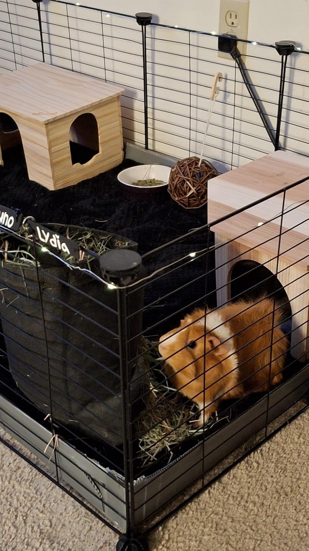 Wooden Guinea Pig Corner Hideout - Hidey by The Kozko Hut, Dual Entrances with Pee Pad customer photo 2