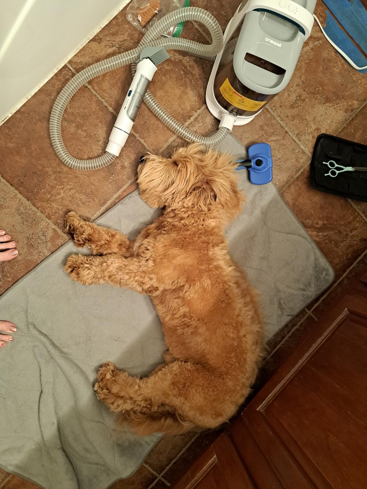 oneisall Dog Grooming Vacuum Kits with Pet Clipper customer photo 1